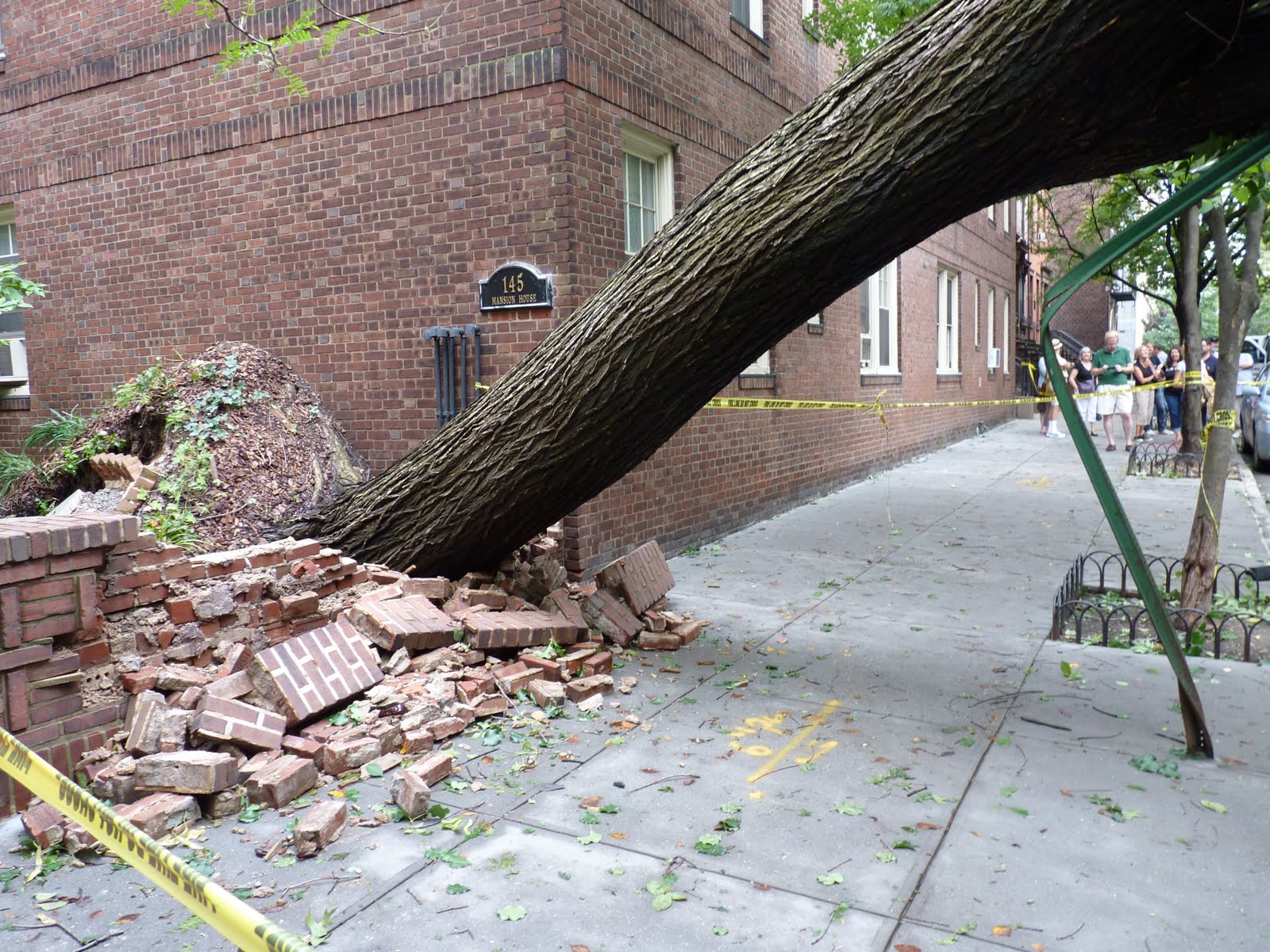 mcbrooklyn: Hurricane Irene Blows Down Huge Old Elm Tree in Brooklyn ...