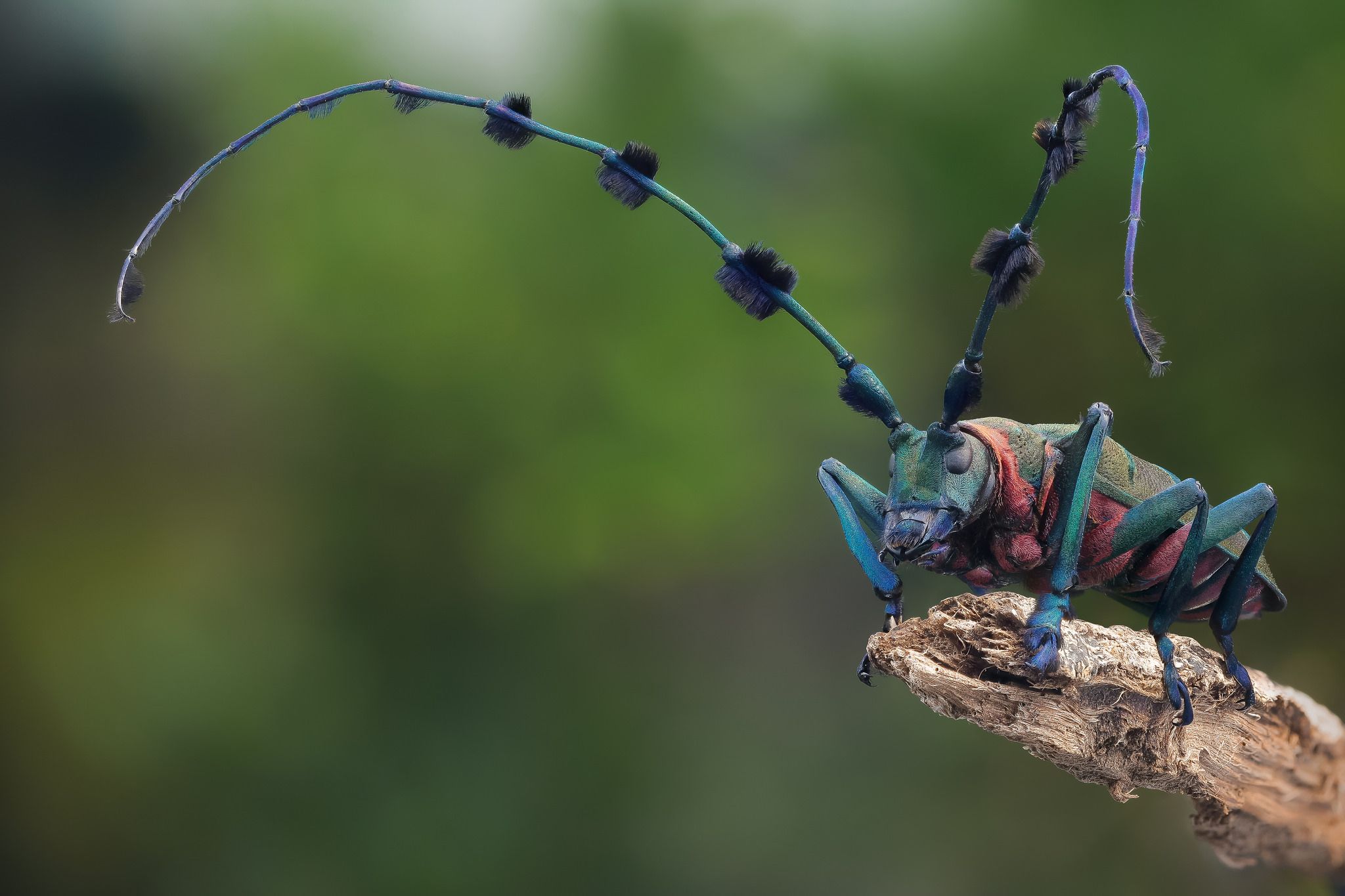 Cerambycidae beetle photo