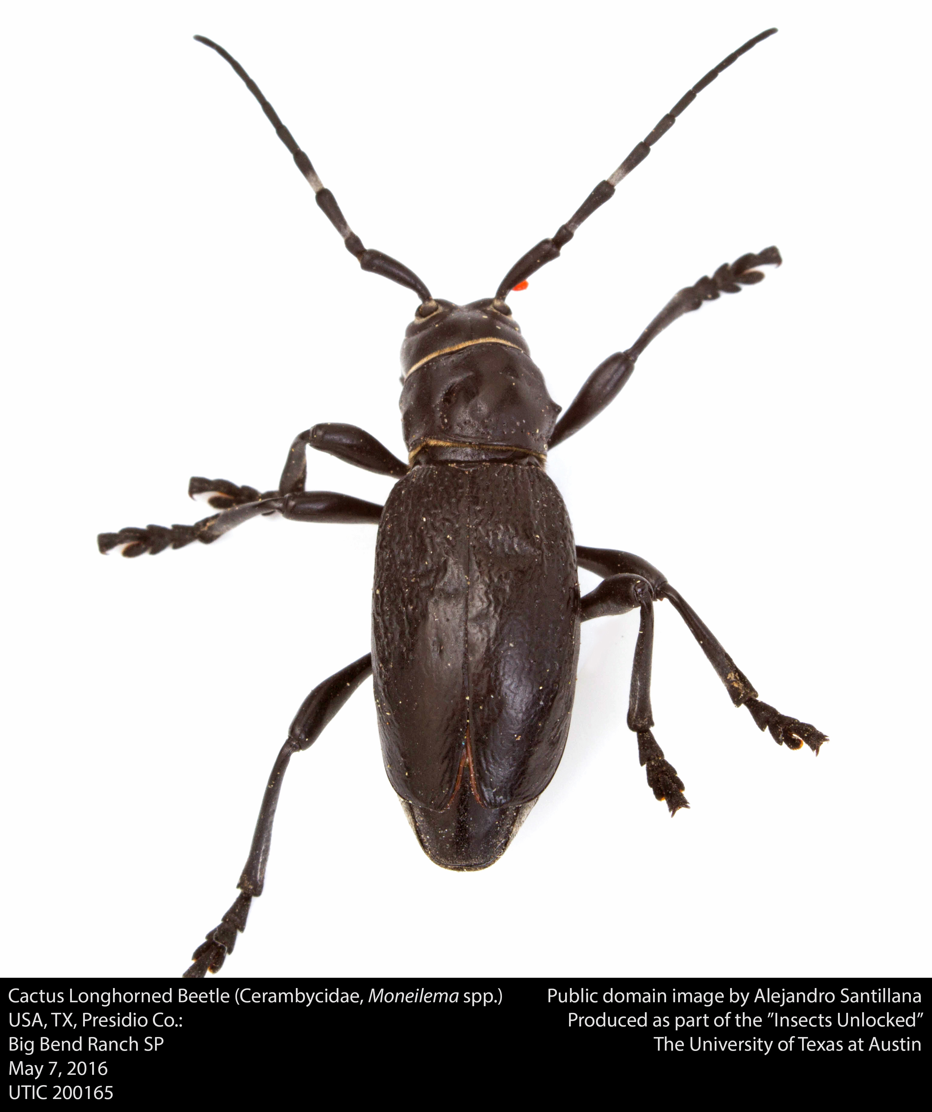File:Cactus Longhorned Beetle (Cerambycidae, Moneilema spp ...
