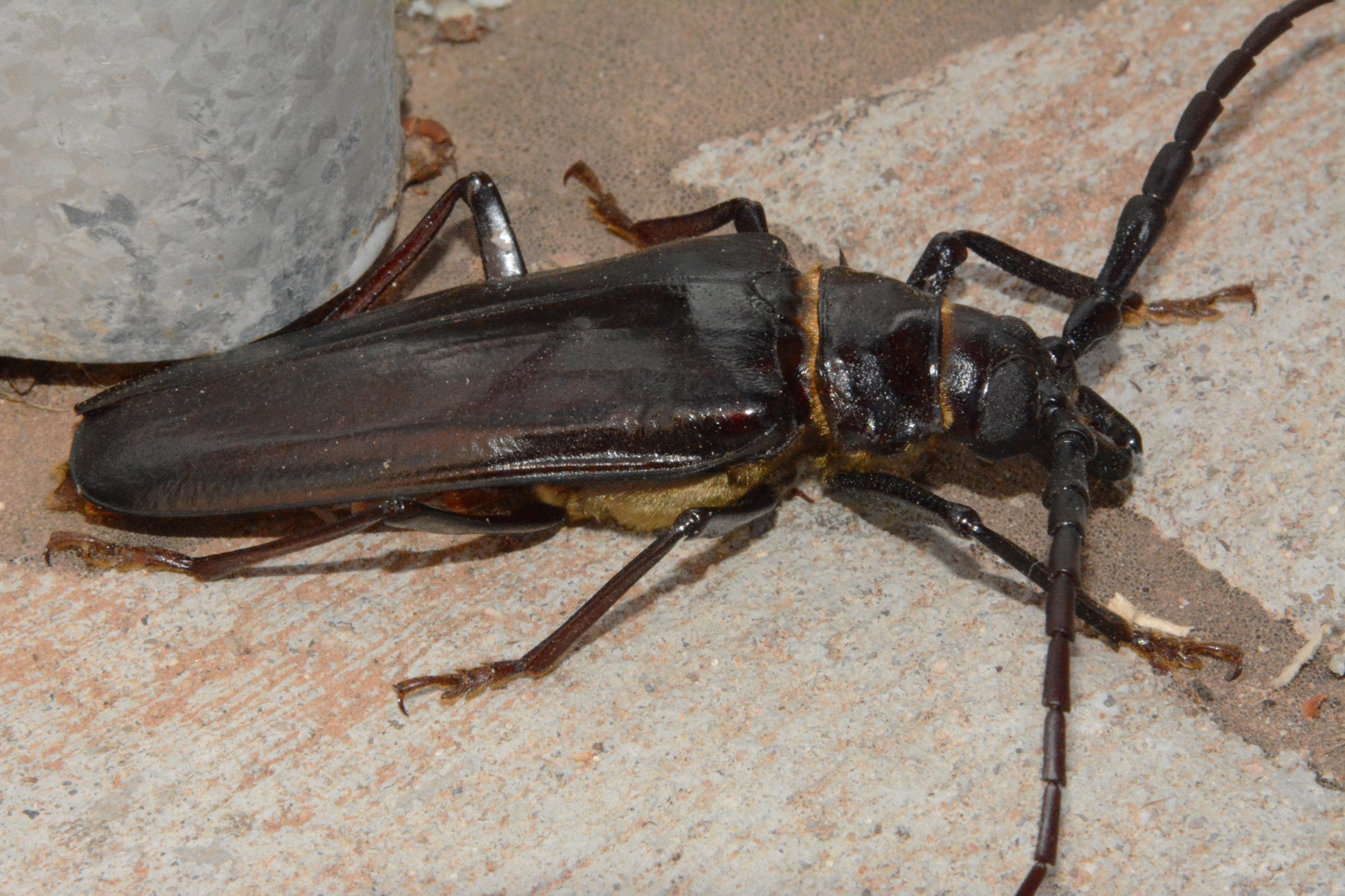 Cerambycidae - Sibley Nature Center