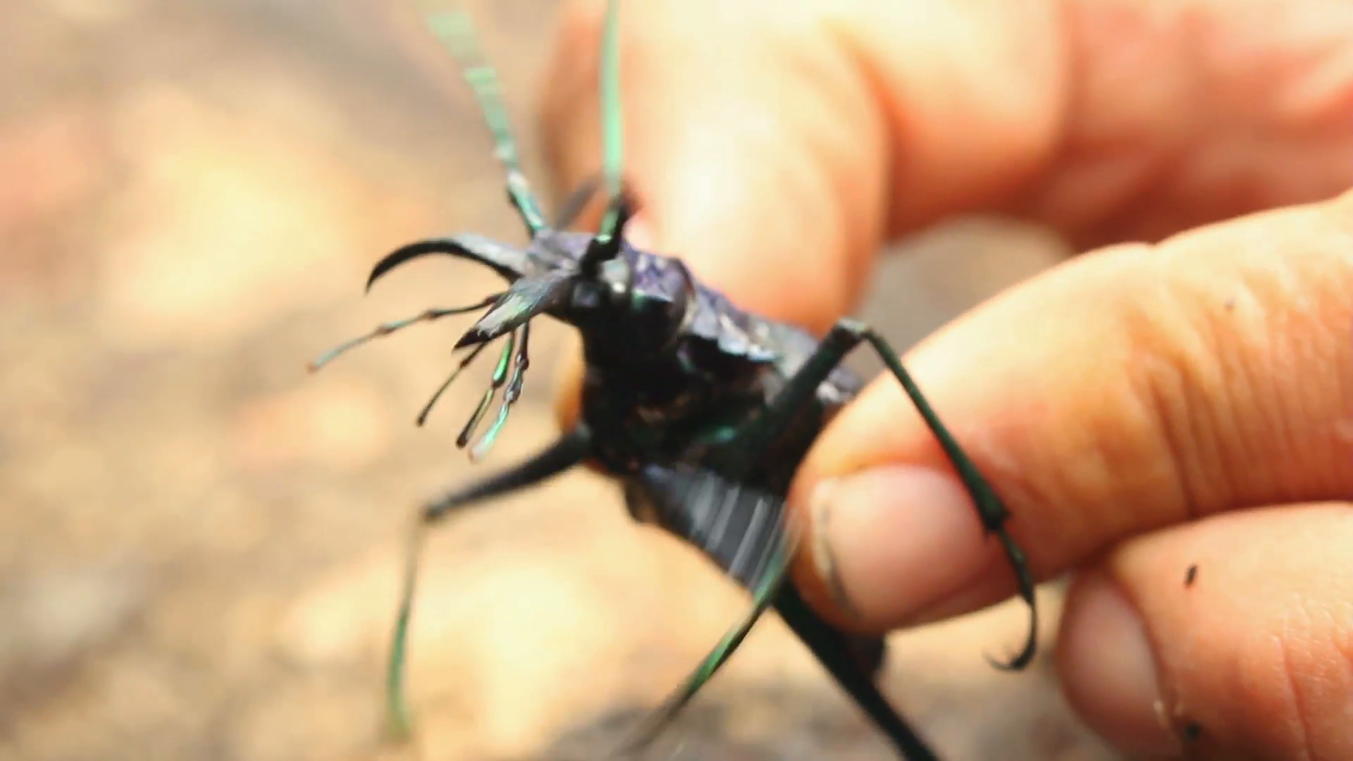 Large longhorn beetle (Cerambycidae), Ecuador Stock Video Footage ...