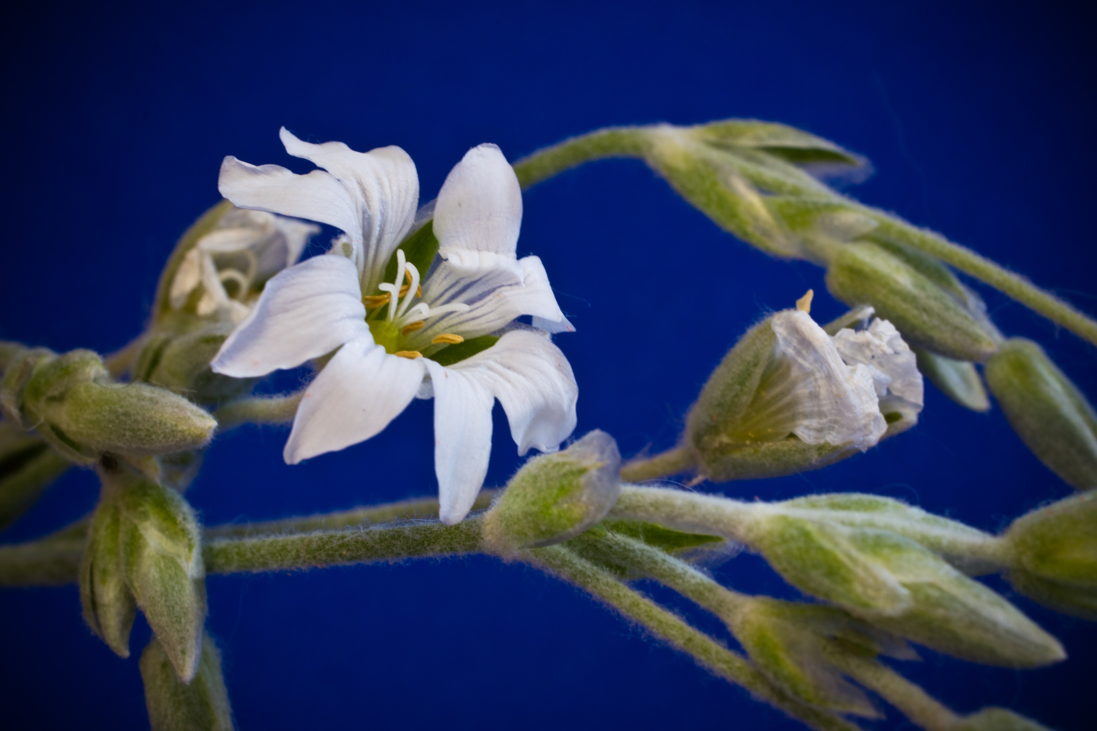 Cerastium tomentosum photo