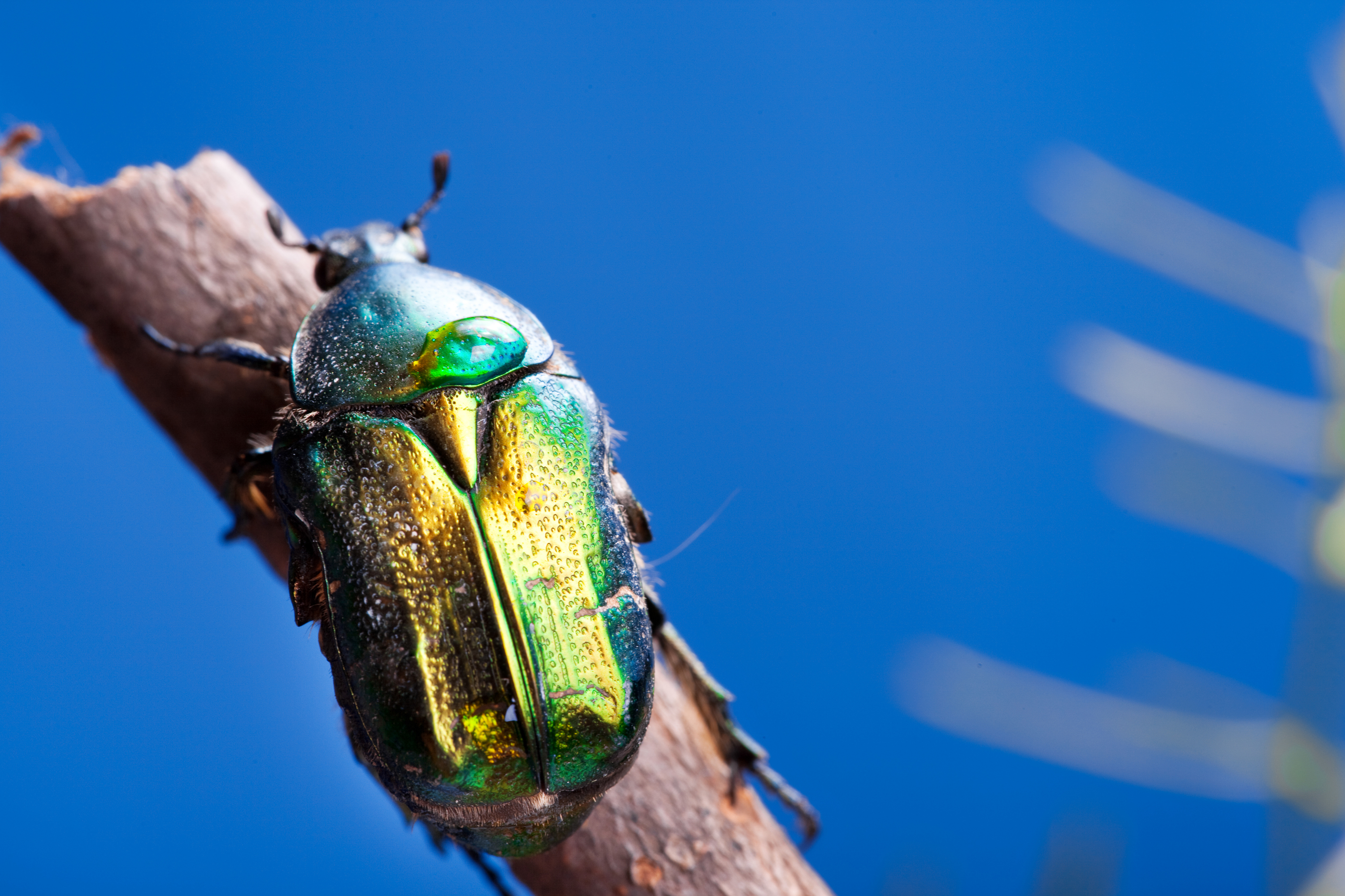 Chafer beetle photo