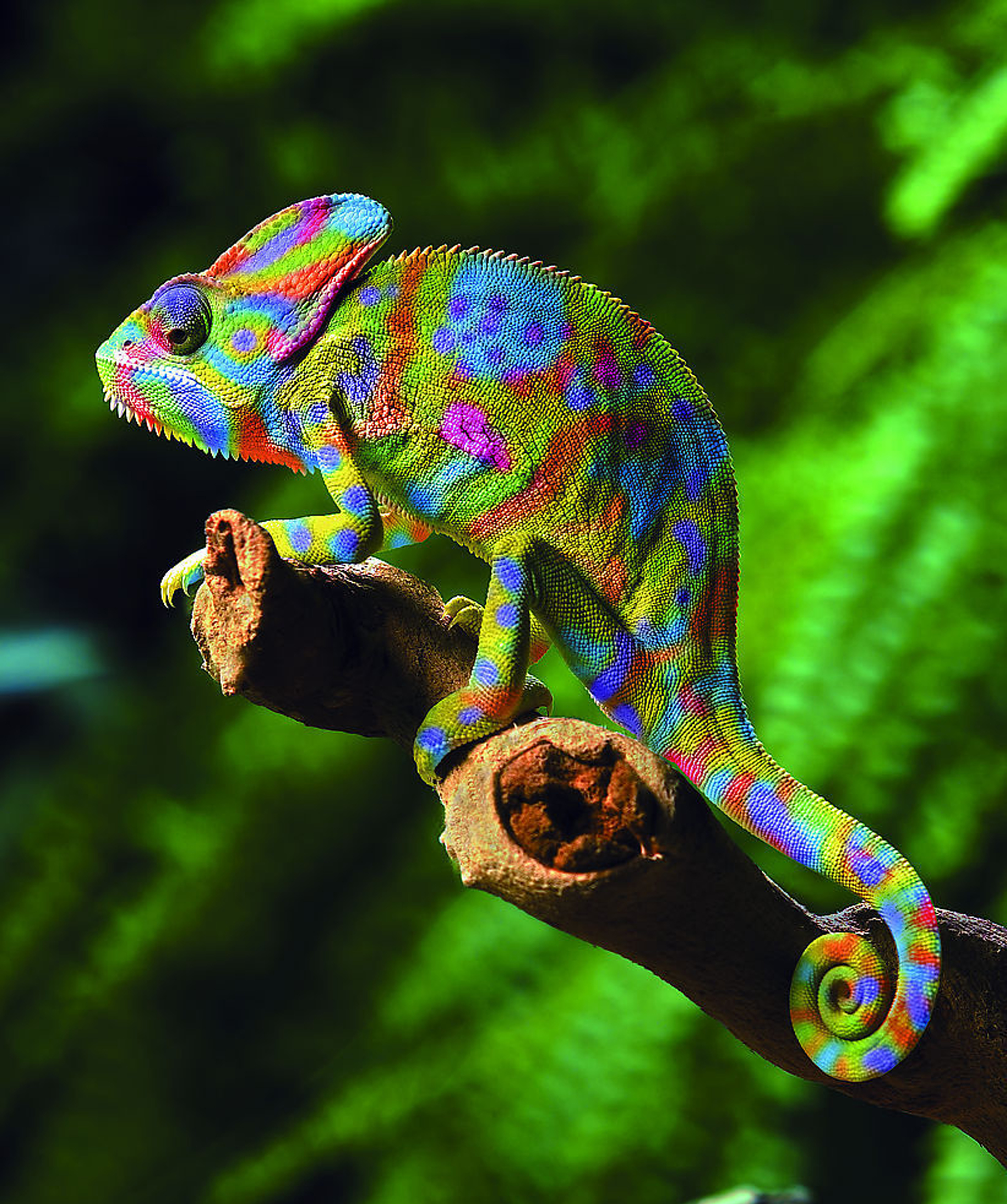 The meaning and symbolism of the word - «Chameleon»