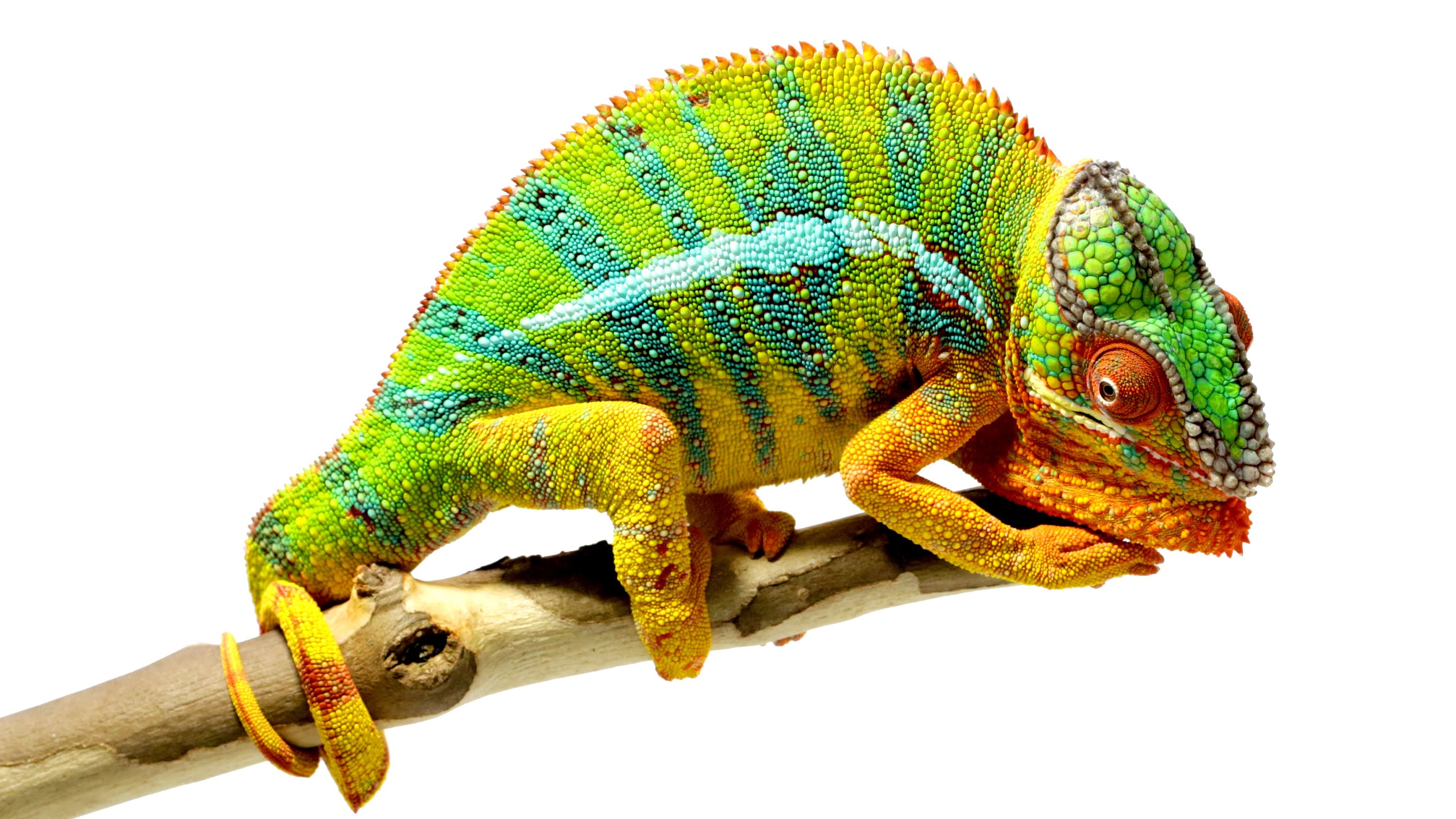 Chameleons are Amazing – National Geographic | The Kid Should See This