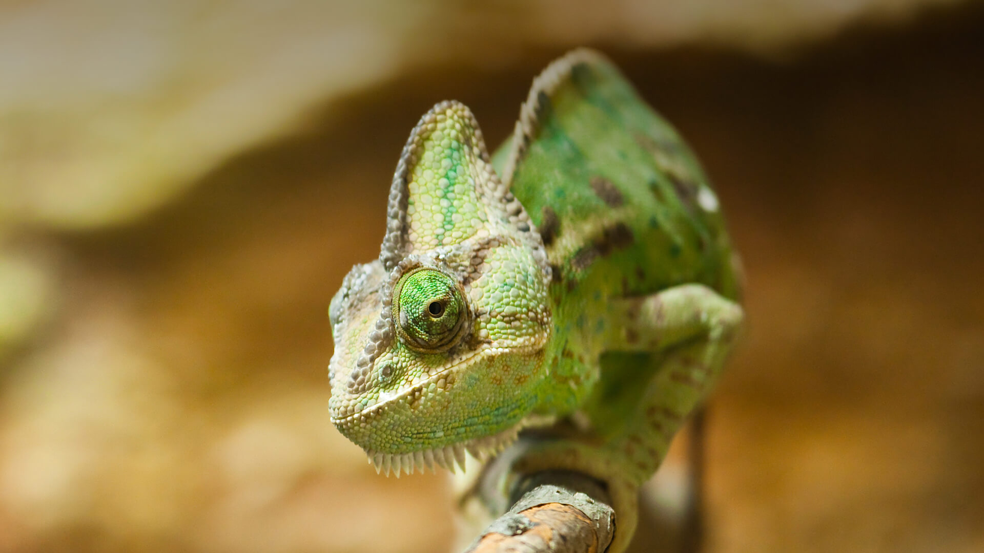 Chameleon | San Diego Zoo Animals & Plants
