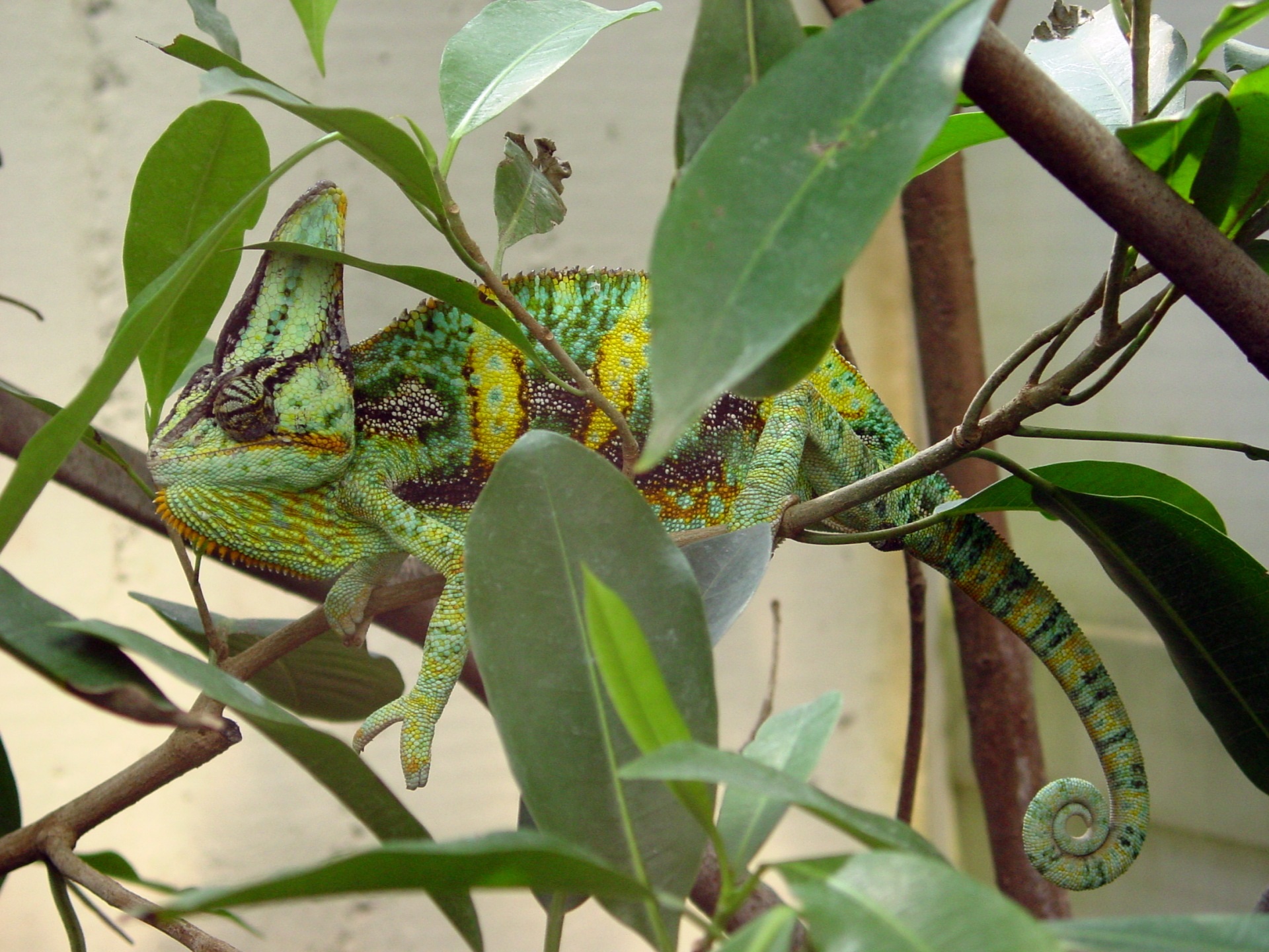 Chameleon on the tree photo
