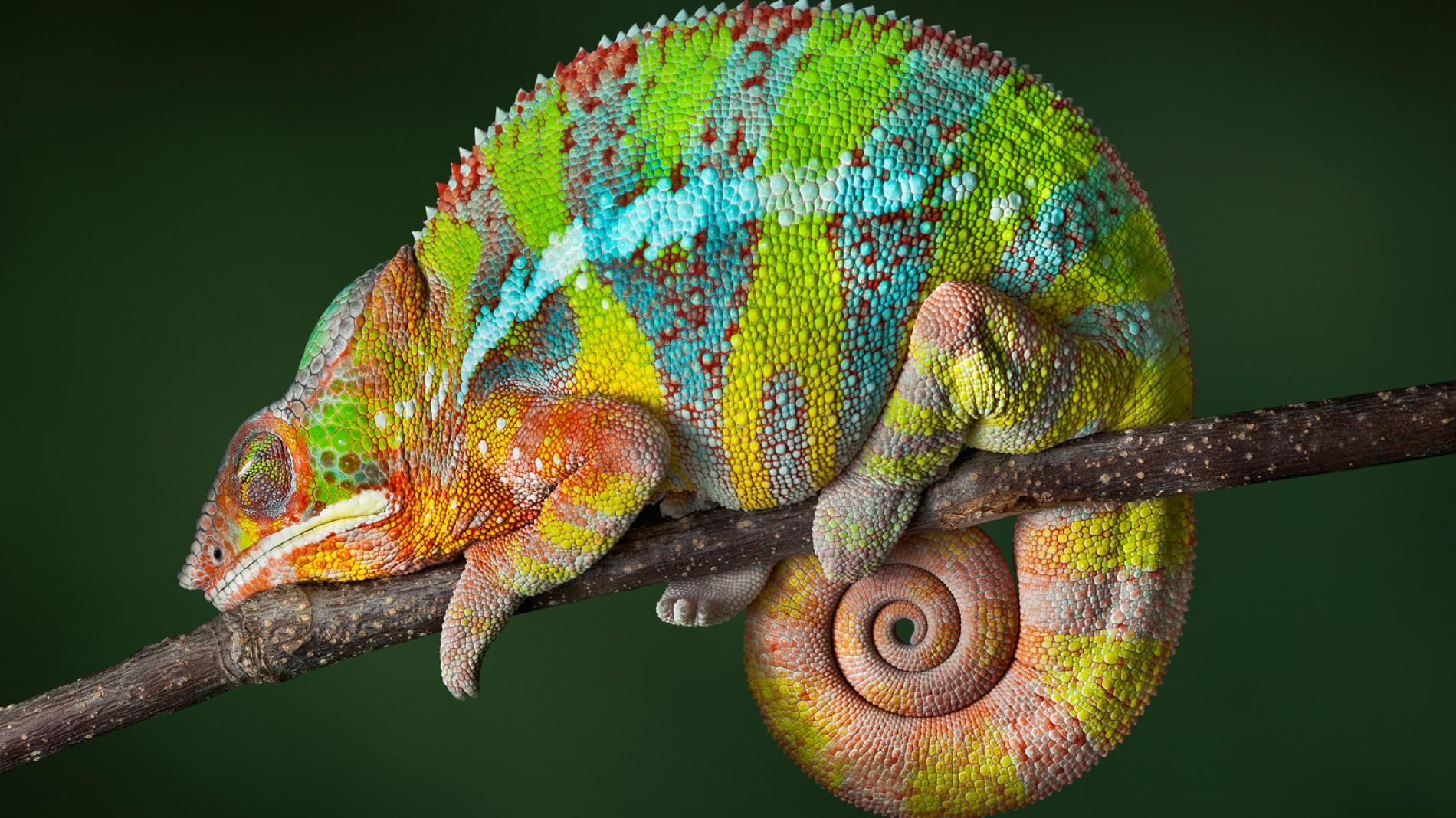 Chameleon reptile photo