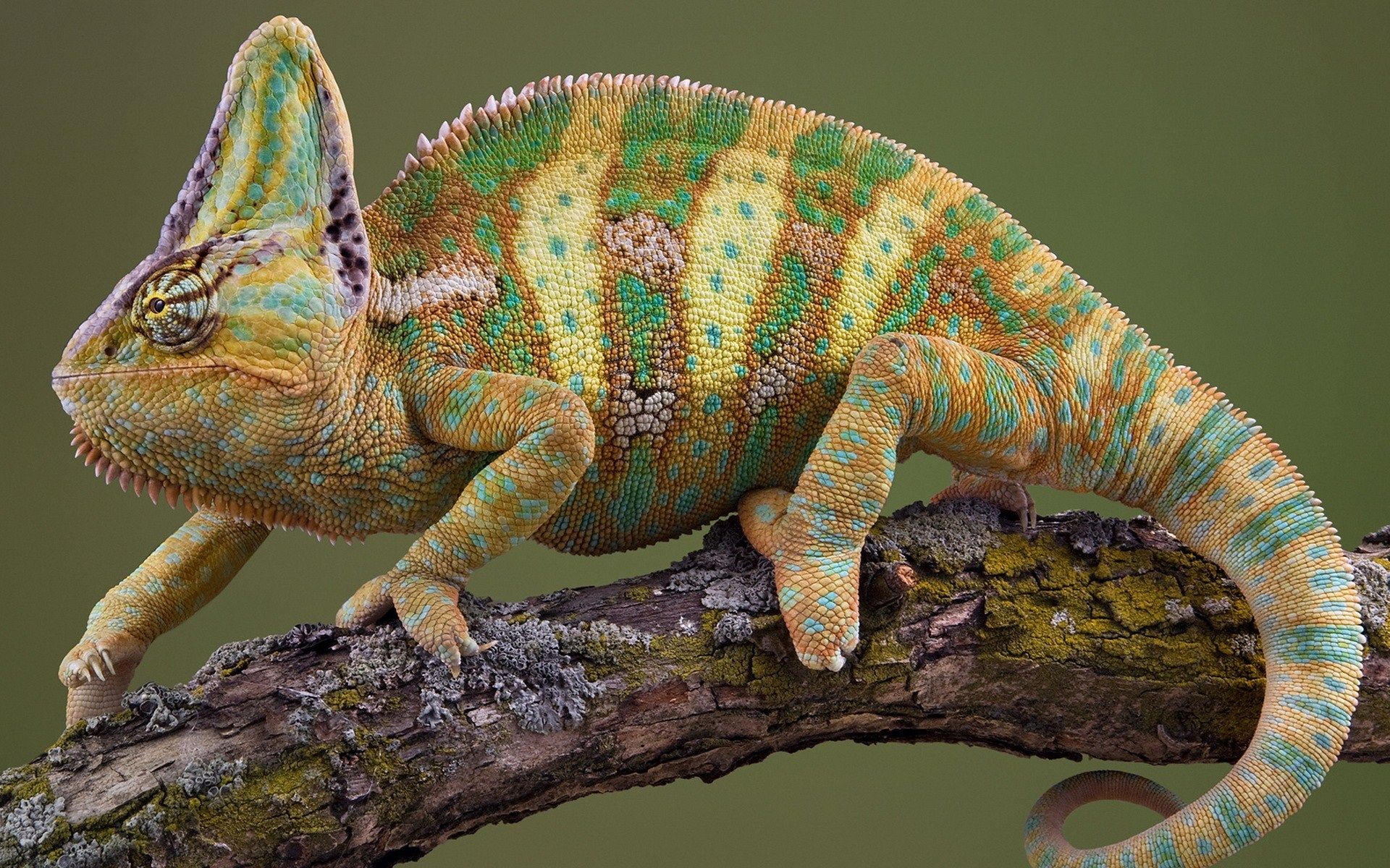 chameleon reptile | Chameleons | Pinterest | Chameleons, Reptiles ...