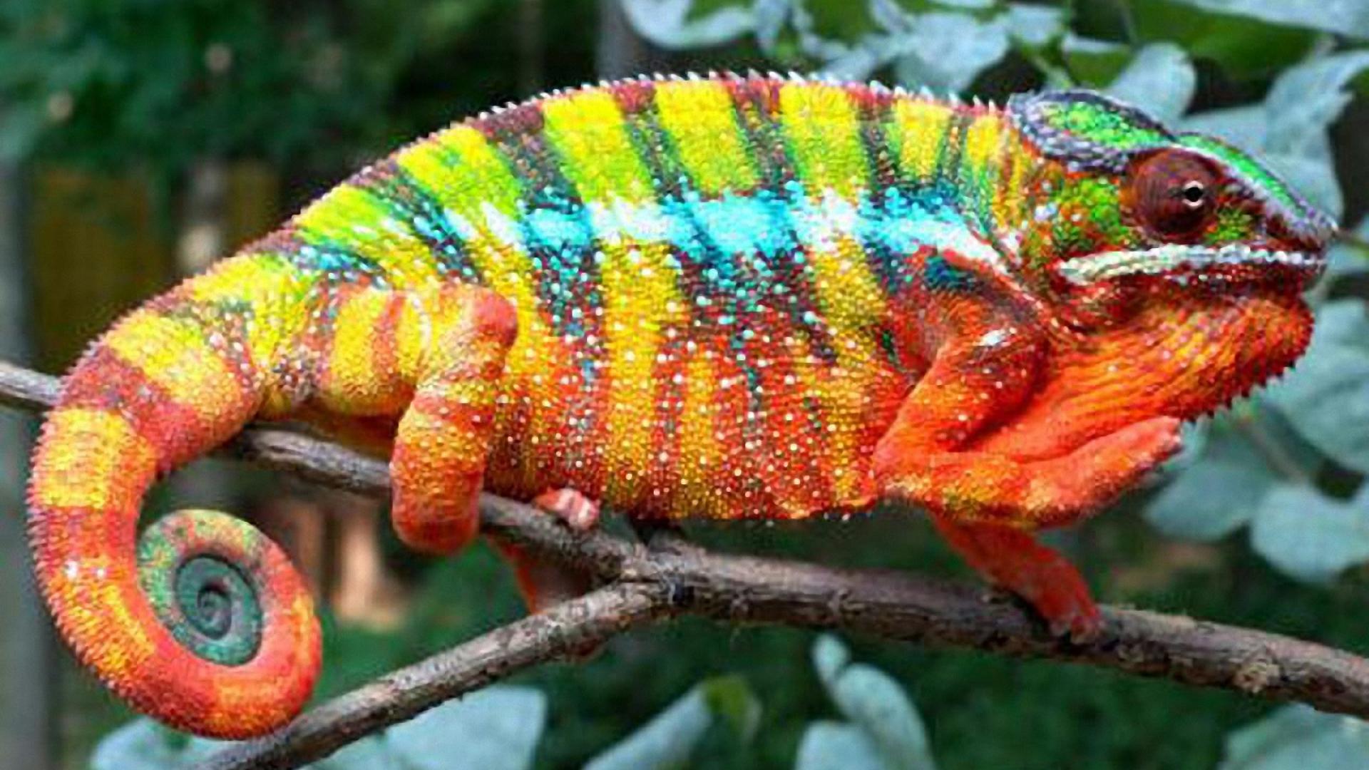 Animals chameleons reptile reptiles chameleon wallpaper | (22334)