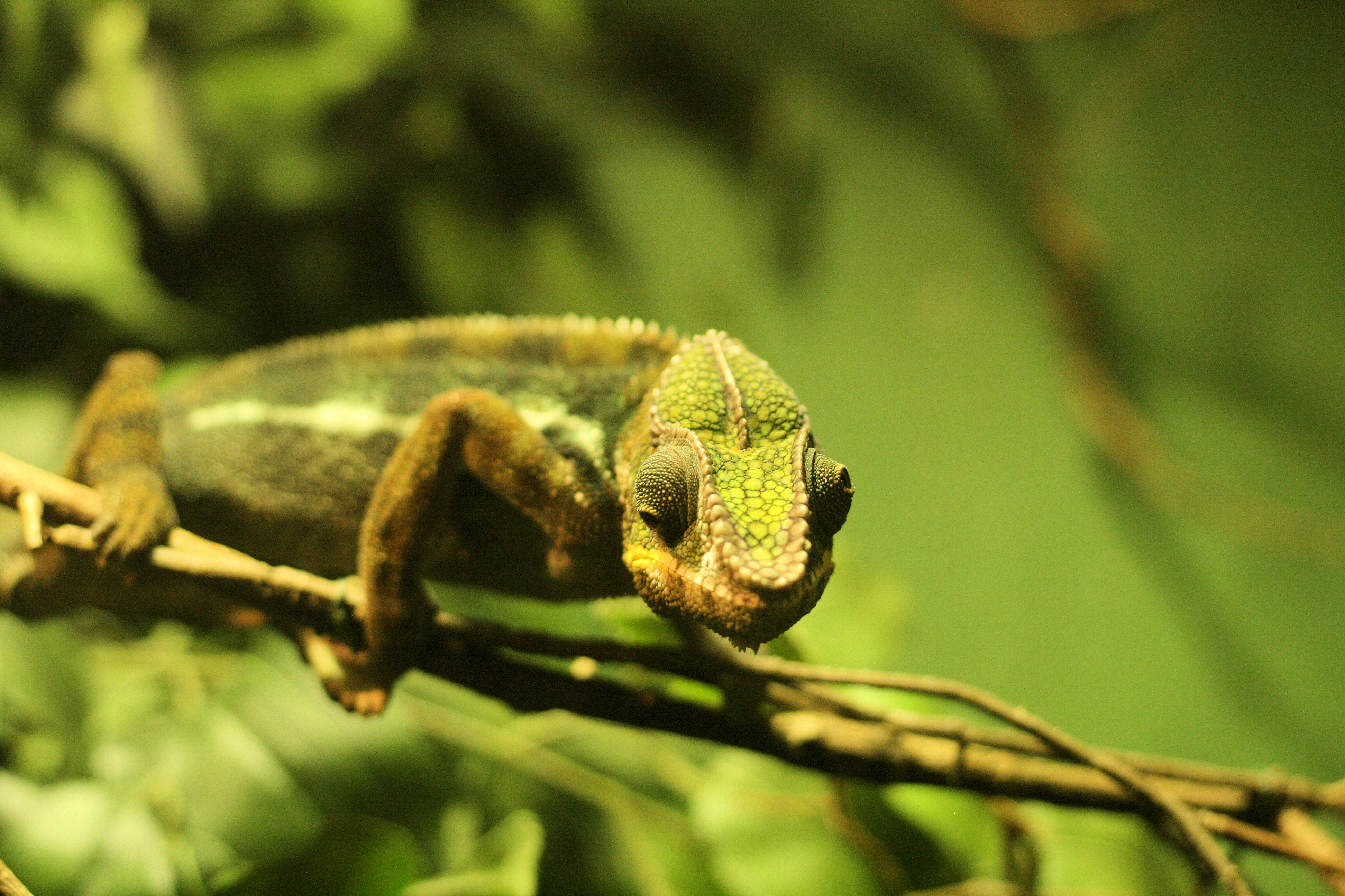 Chameleon, Green, Lizard, Reptile, HQ Photo