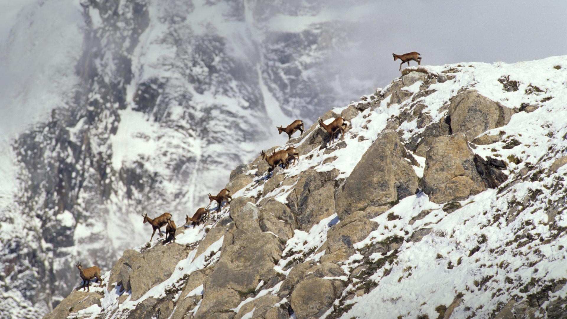 Chamois of Winter Mountain France, The Pyrenees by BalochDesign on ...