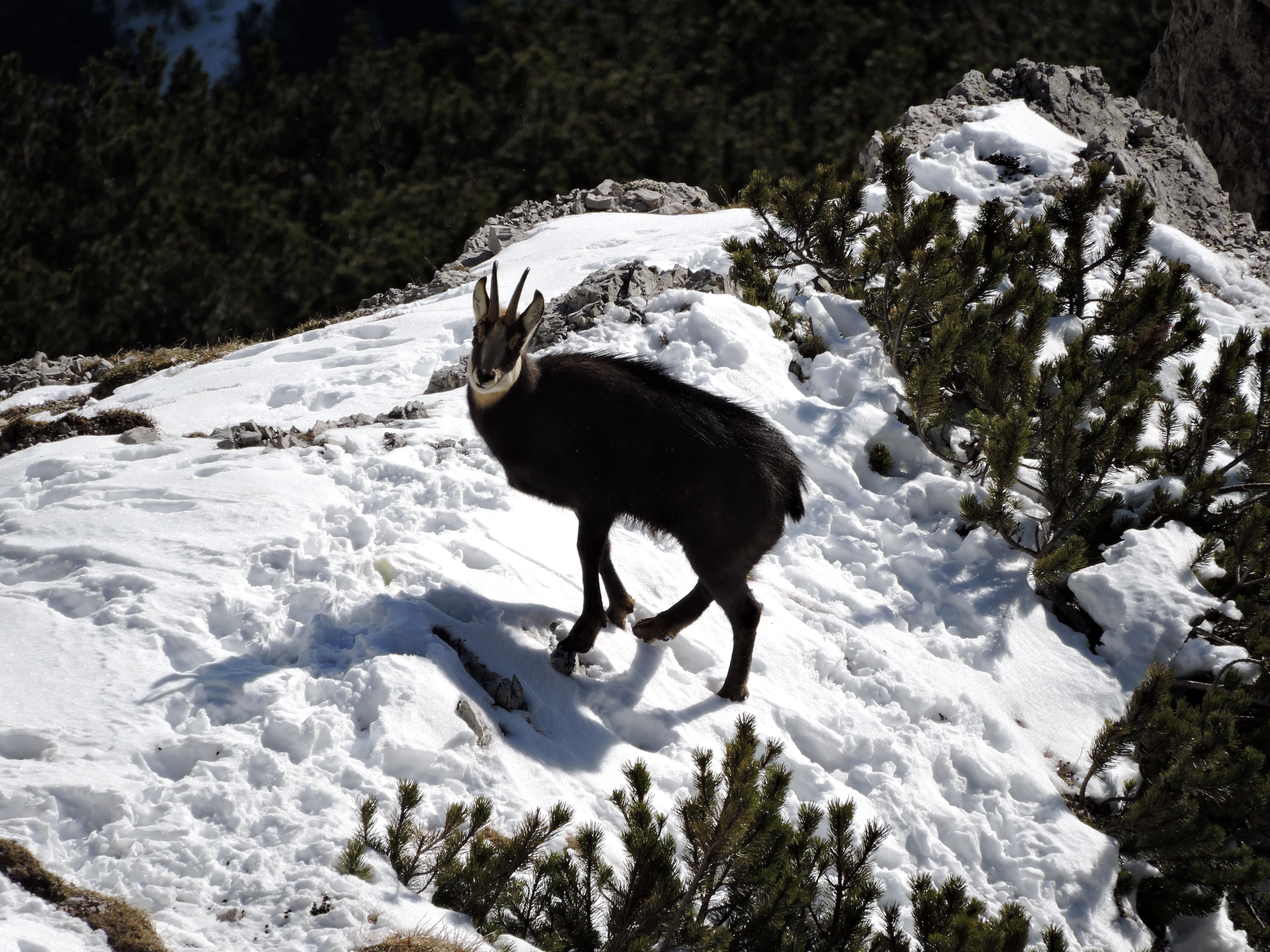 Free Images : wilderness, snow, winter, animal, mountain range ...