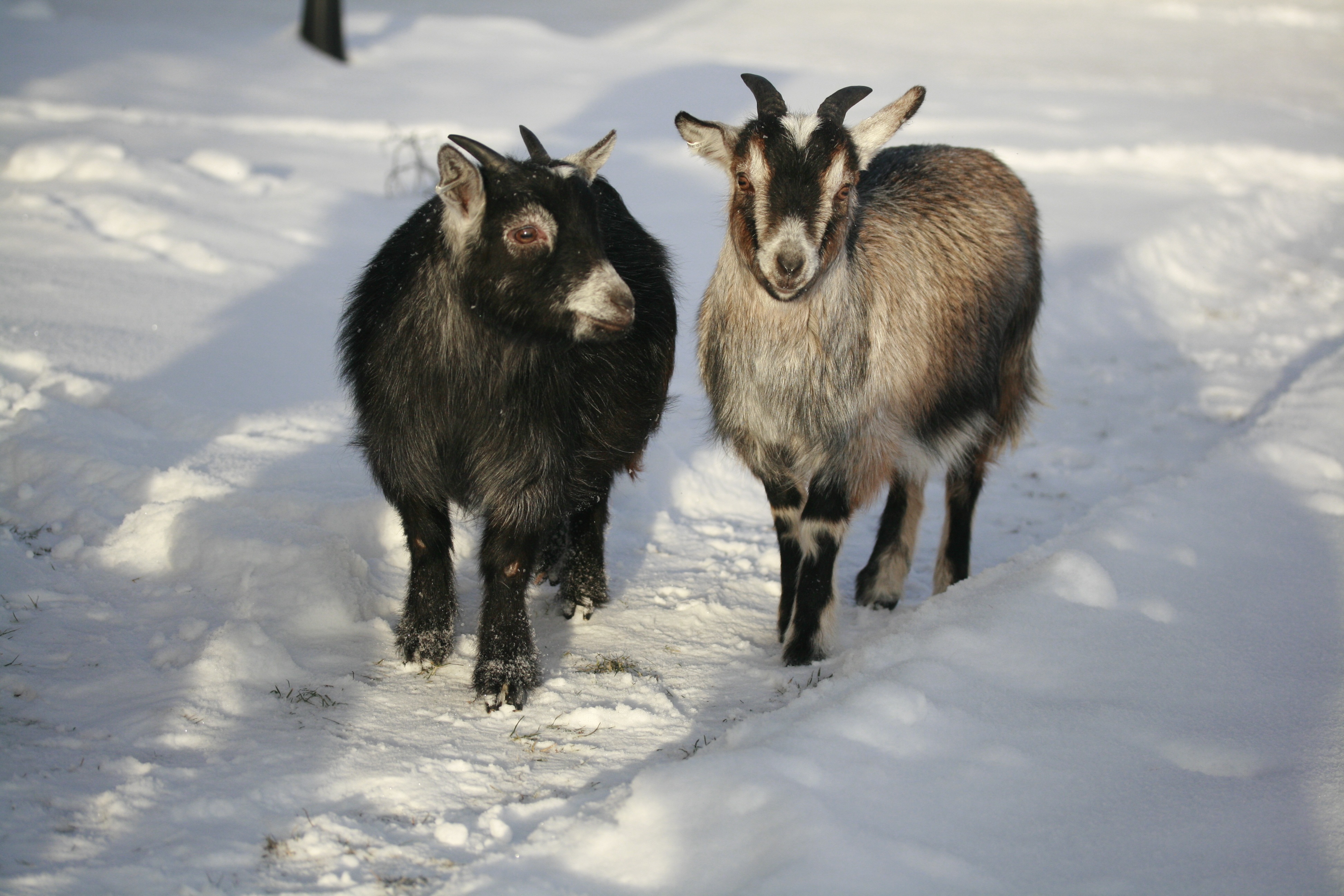 Free Images : winter, wildlife, sheep, weather, mammal, fauna, goats ...