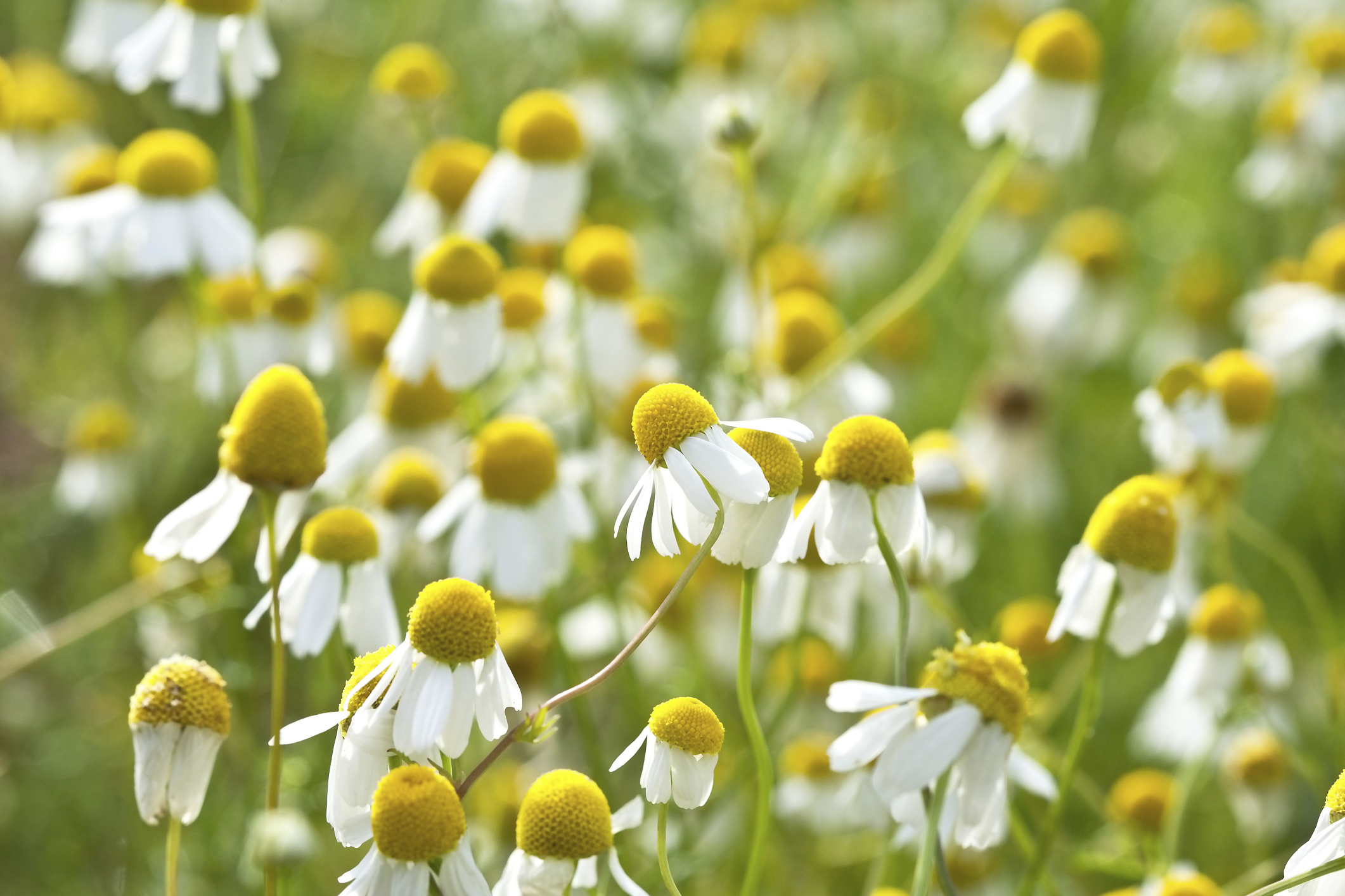 How to Make Tea With Chamomile Flowers | LIVESTRONG.COM