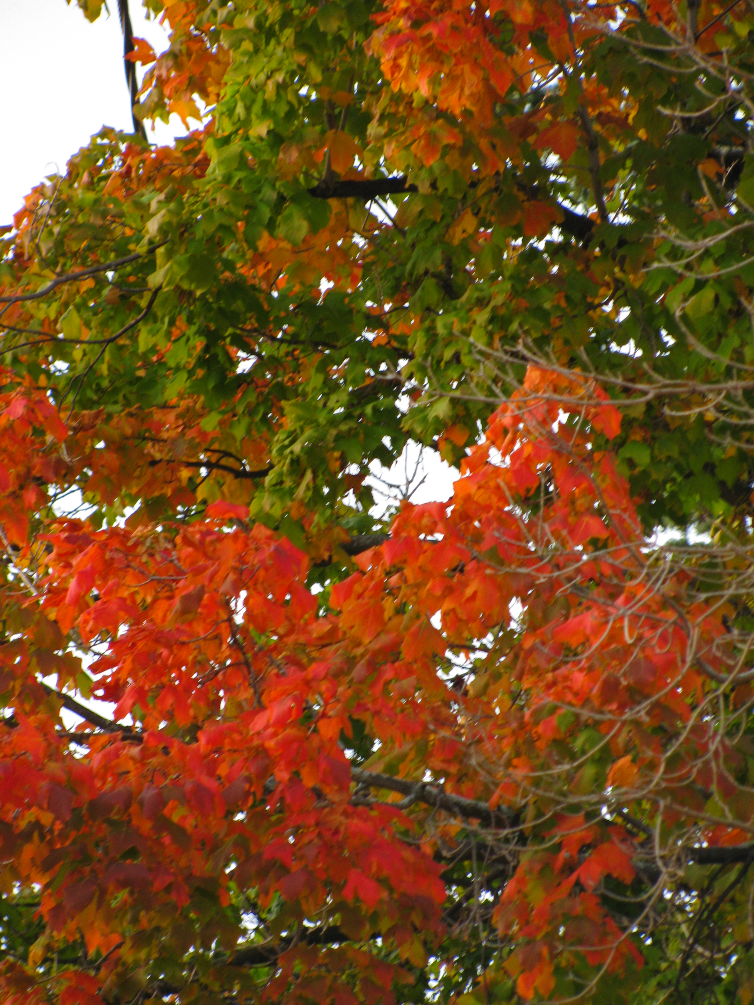 Free photo: Changing leaves - Autumn, Fall, Leaves - Free Download - Jooinn