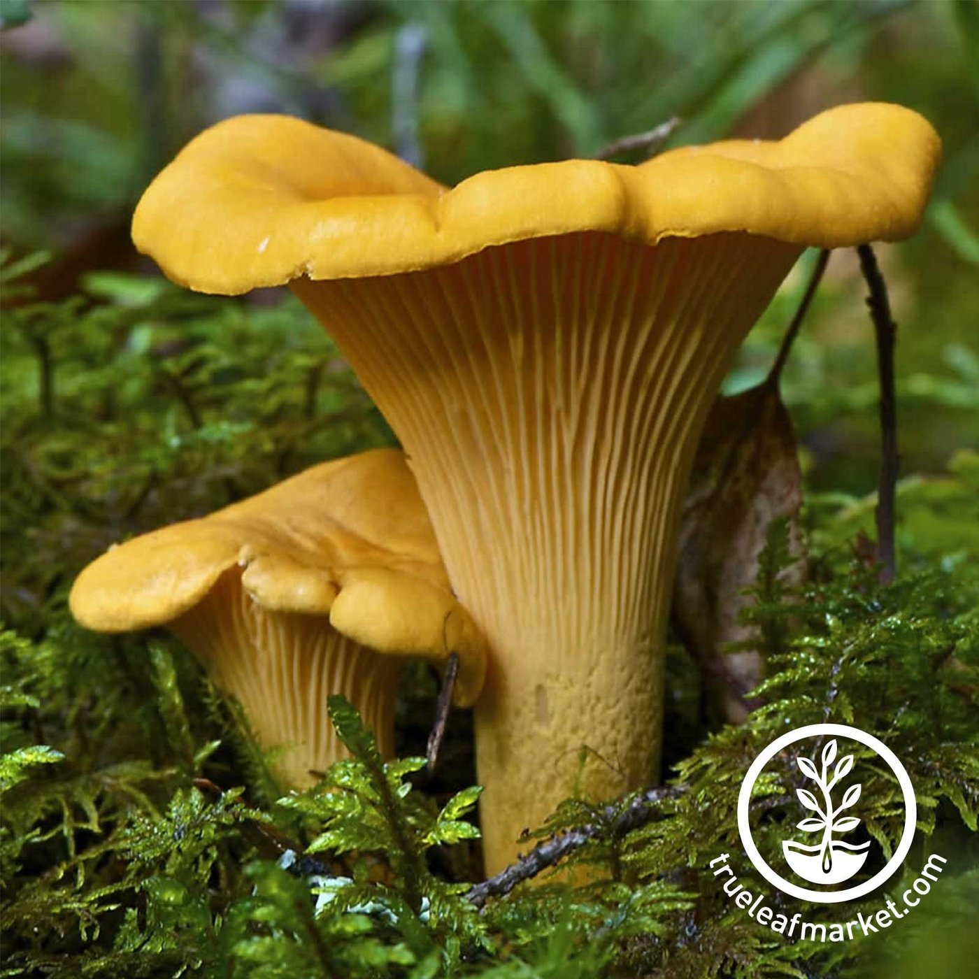 Chanterelle mushrooms photo