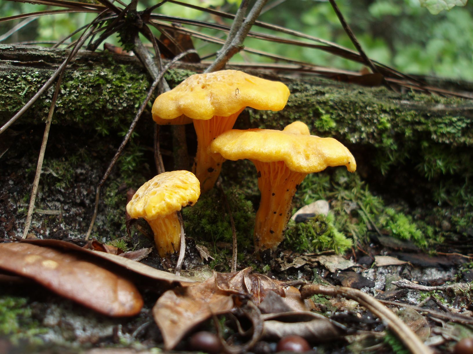 The hunt for the mighty south florida chanterelle - Mushroom Hunting ...