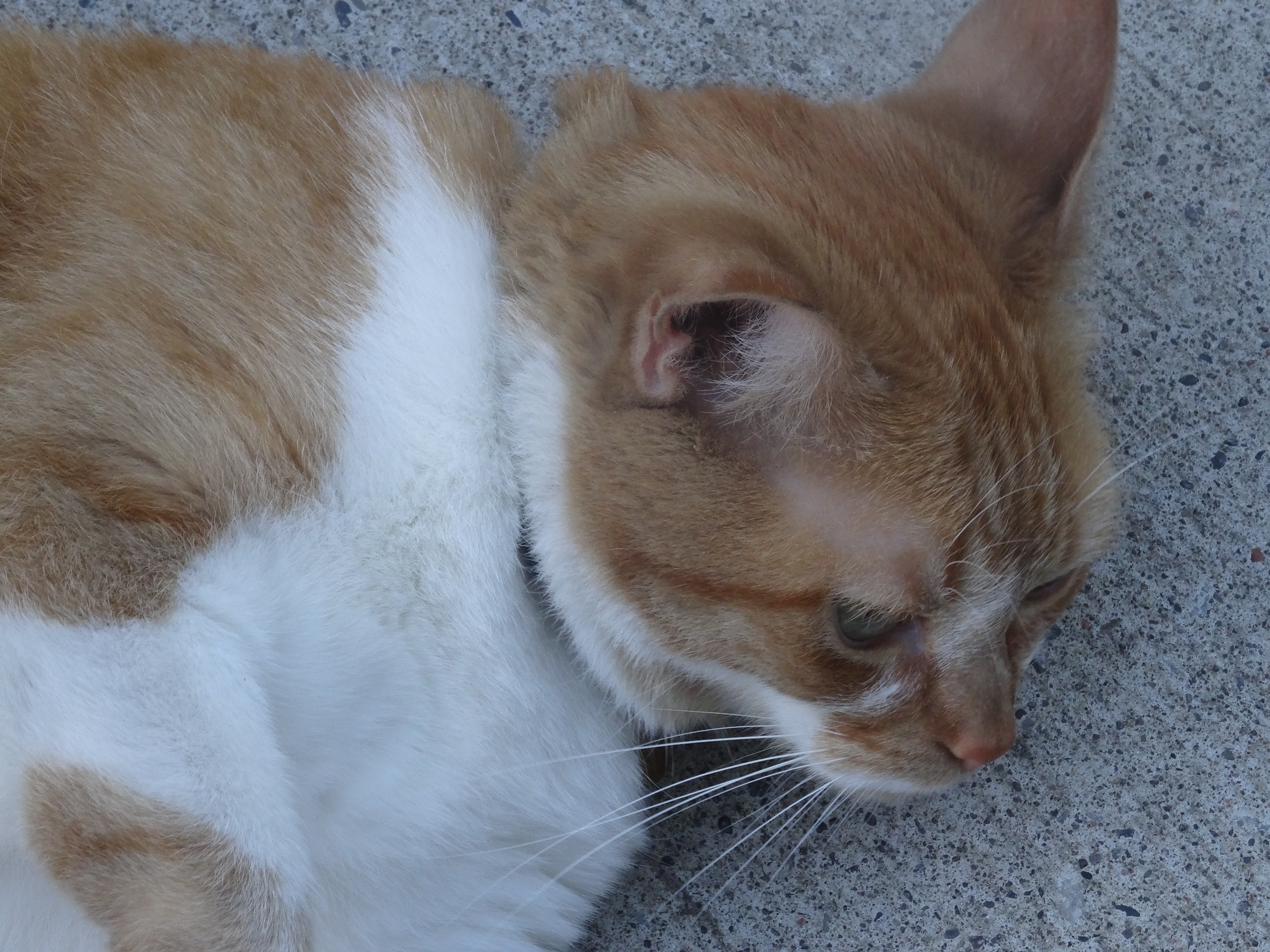 Charming kitty, the esplanade, 2015 07 19 (1) photo
