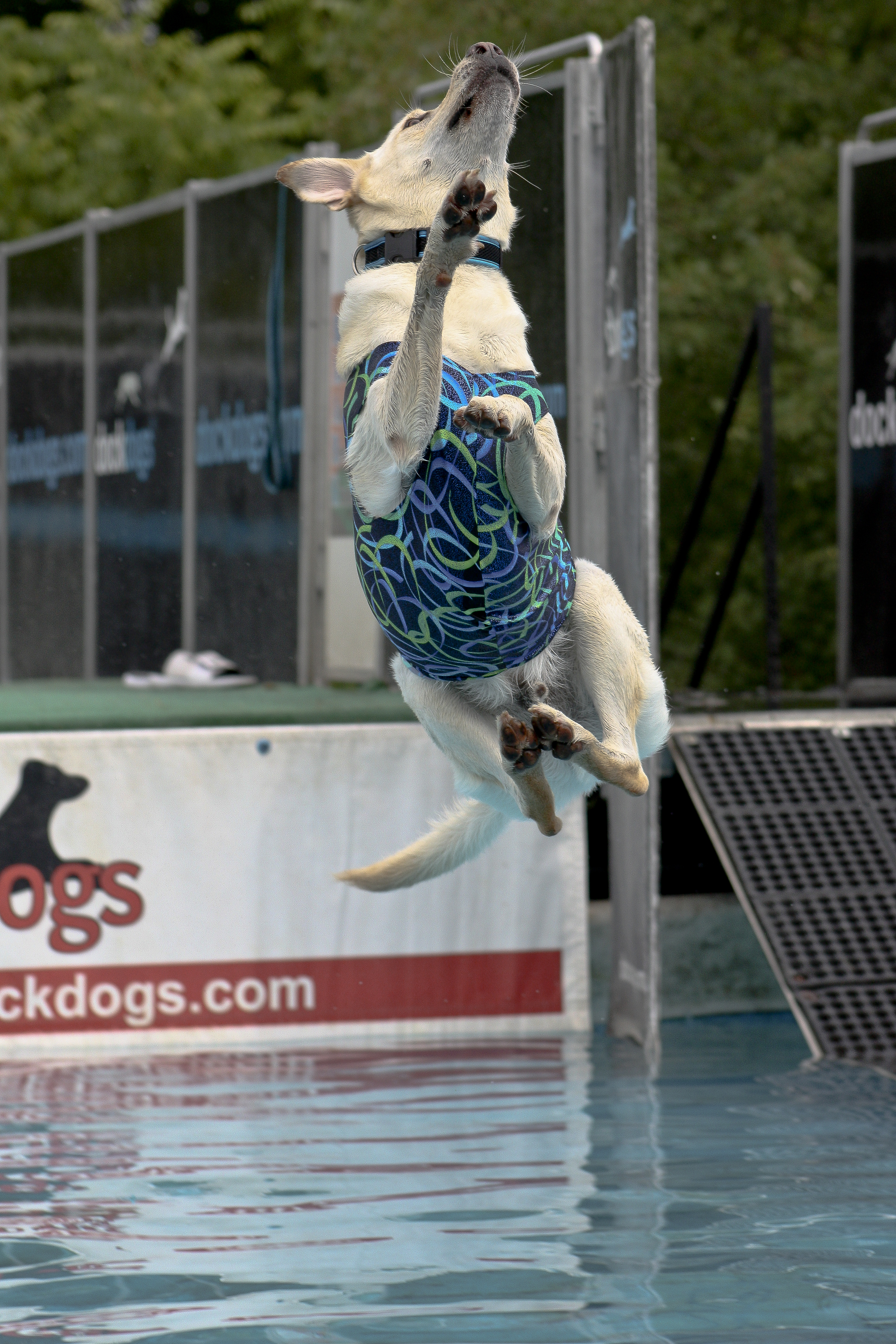 Check out this form..., Competition, Dog, Jump, Swim, HQ Photo