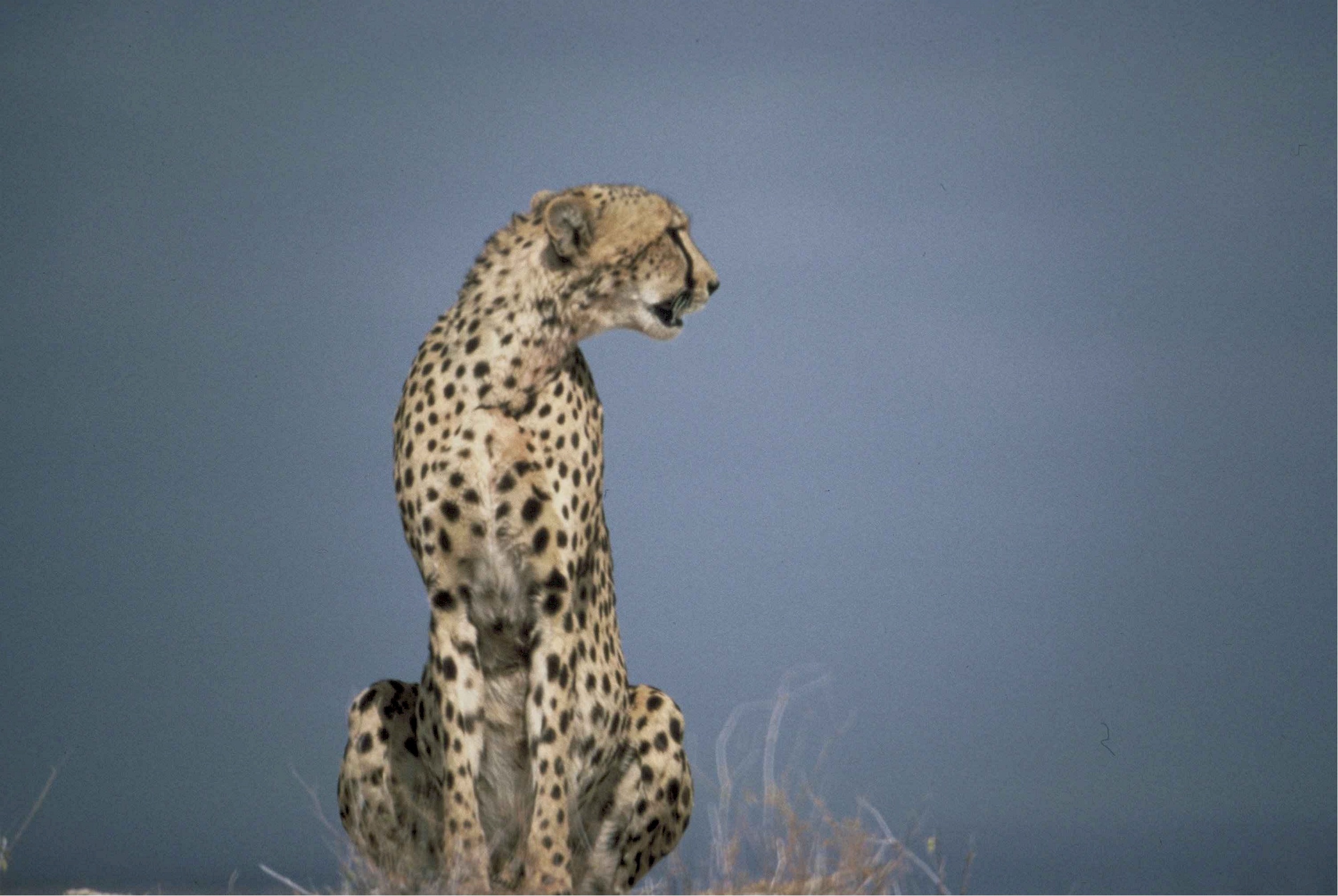 Cheetah photo