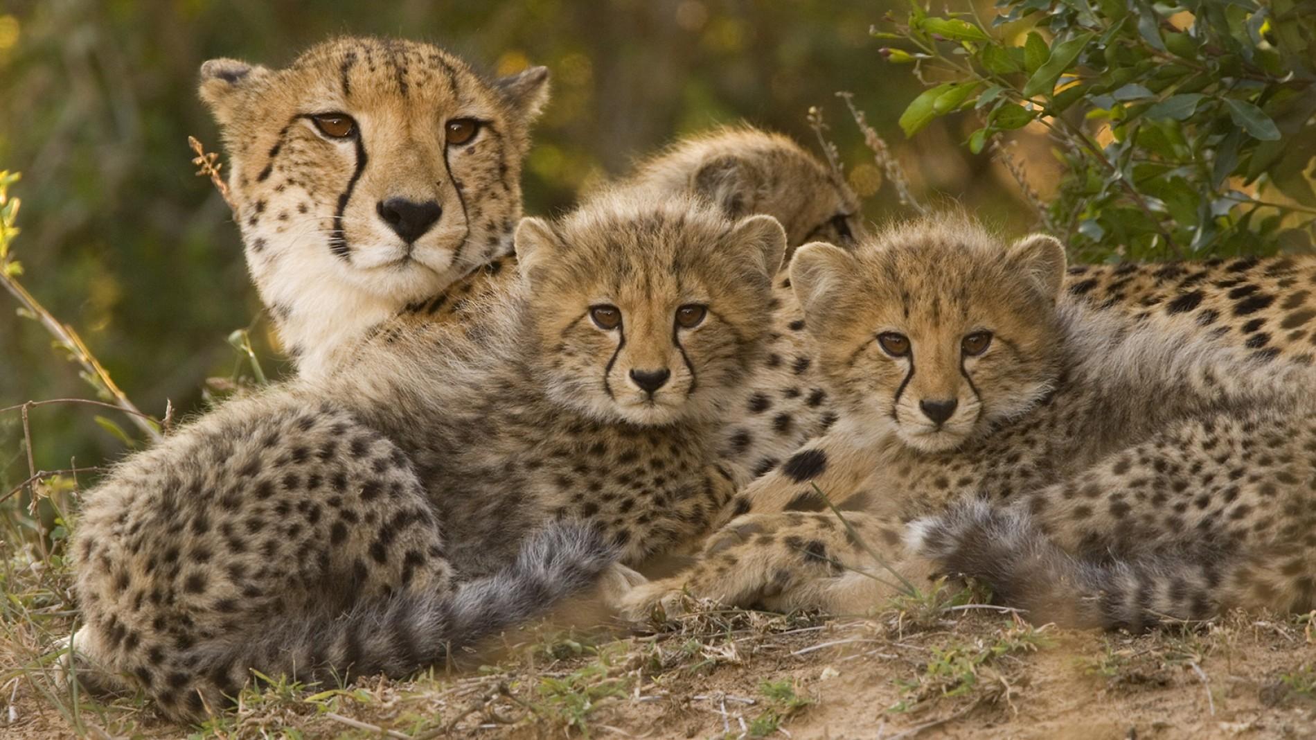 cheetah-mom-cubs.ngsversion.1461770750320.adapt.1900.1.jpg