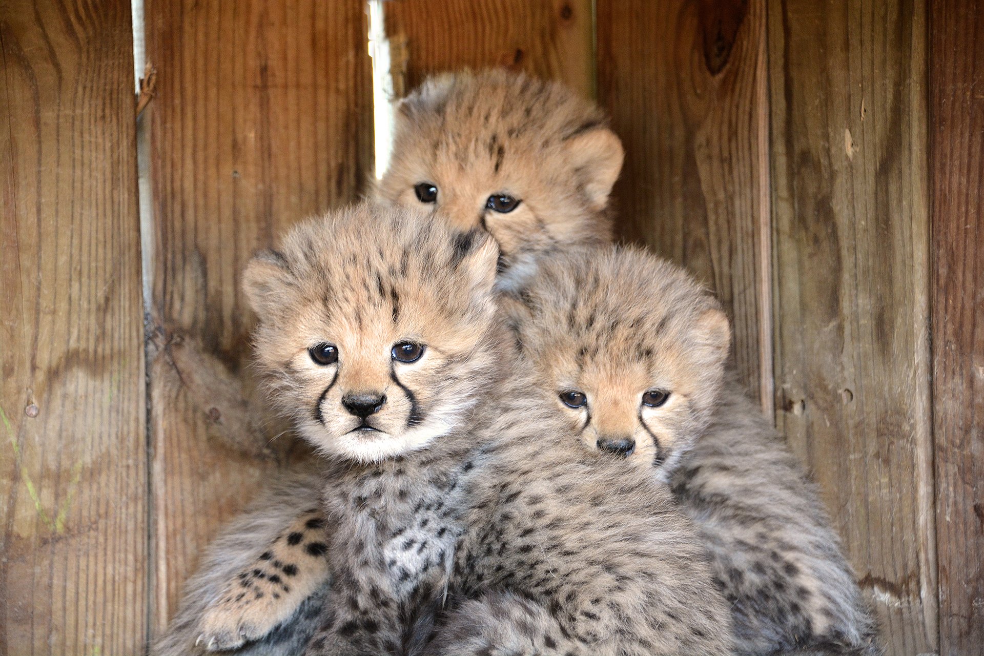 13 New Cheetah Cubs! - Metro Richmond Zoo