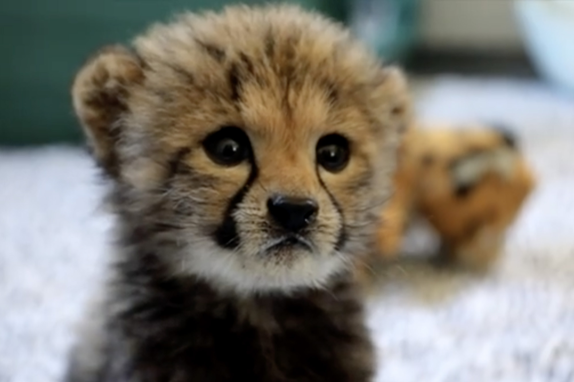 Cheetah cub born without siblings is BFFs with this pup