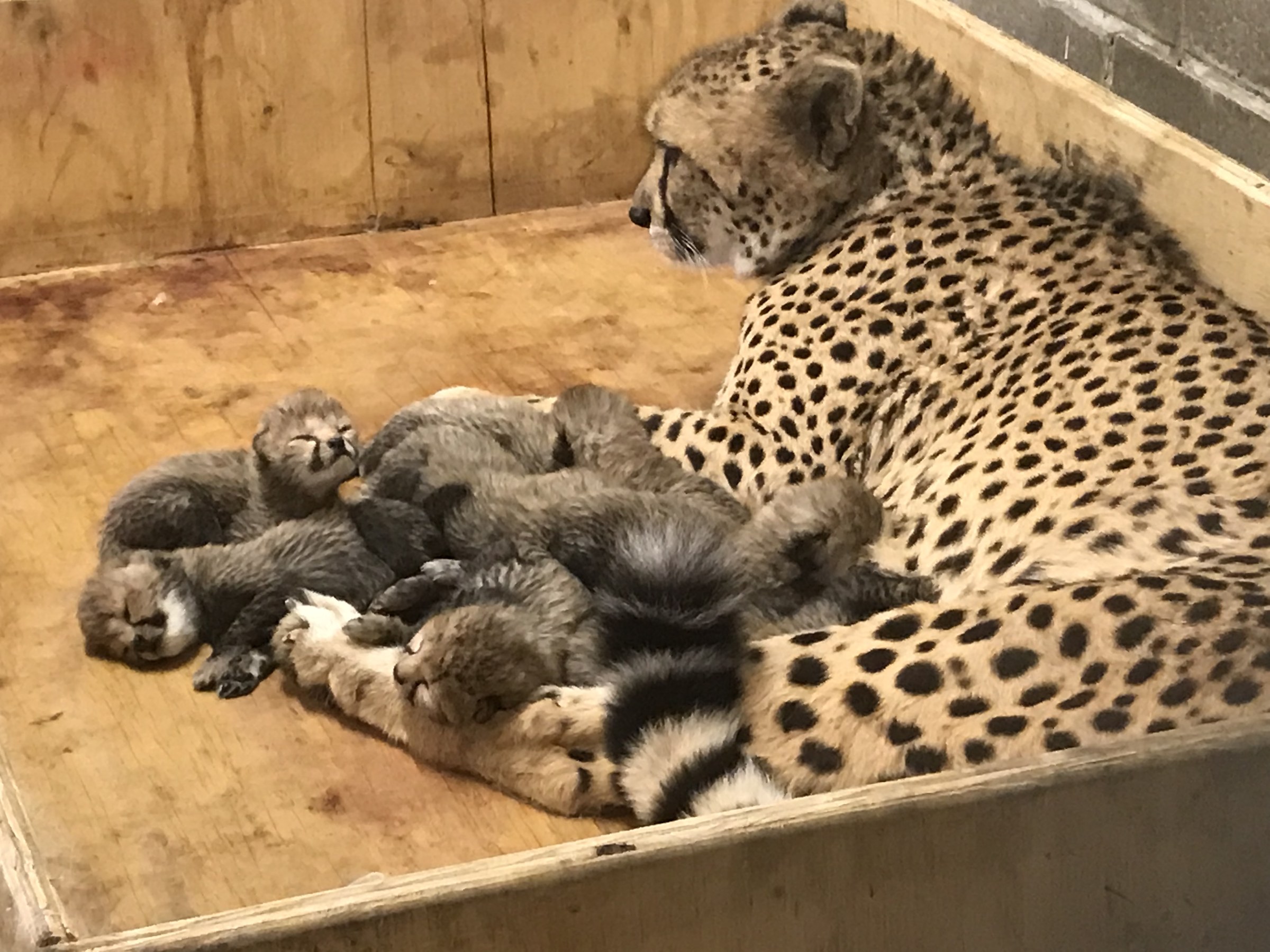 Meet Our New Cheetah Cubs :: Saint Louis Zoo