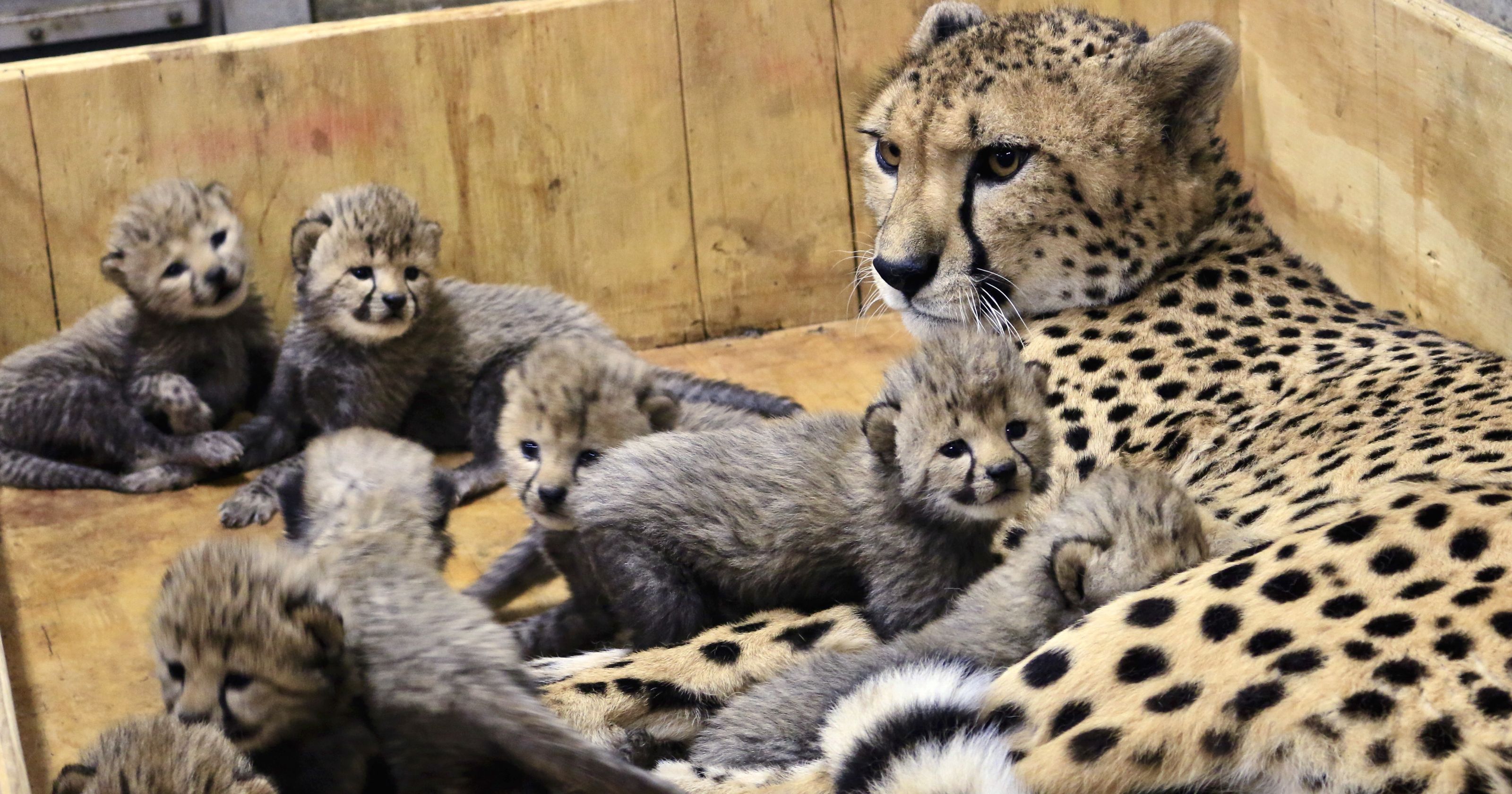 8 cheetah cubs born at St. Louis Zoo