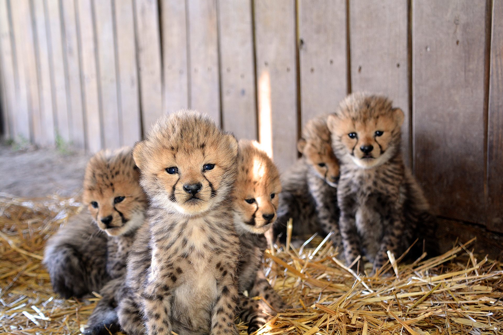13 New Cheetah Cubs! - Metro Richmond Zoo