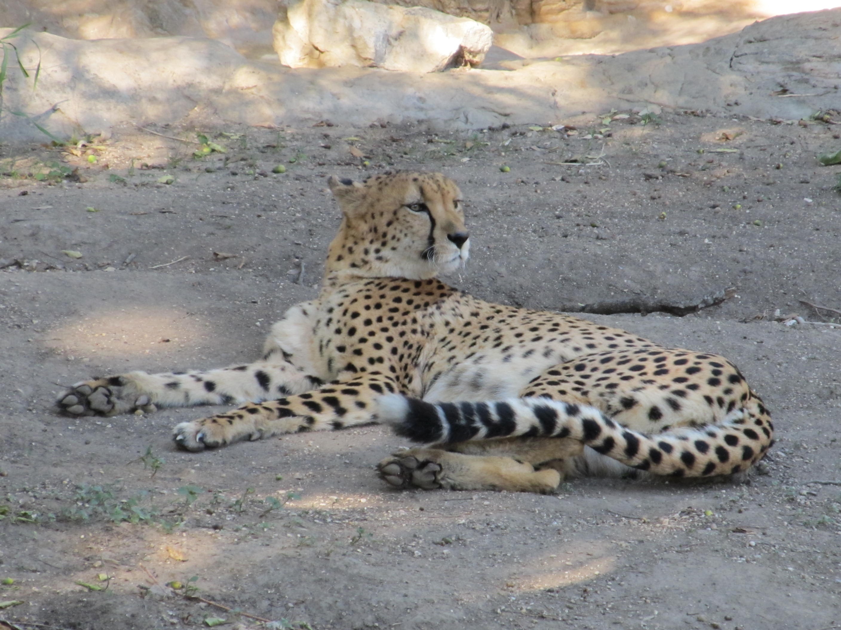 Cheetah in the zoo photo