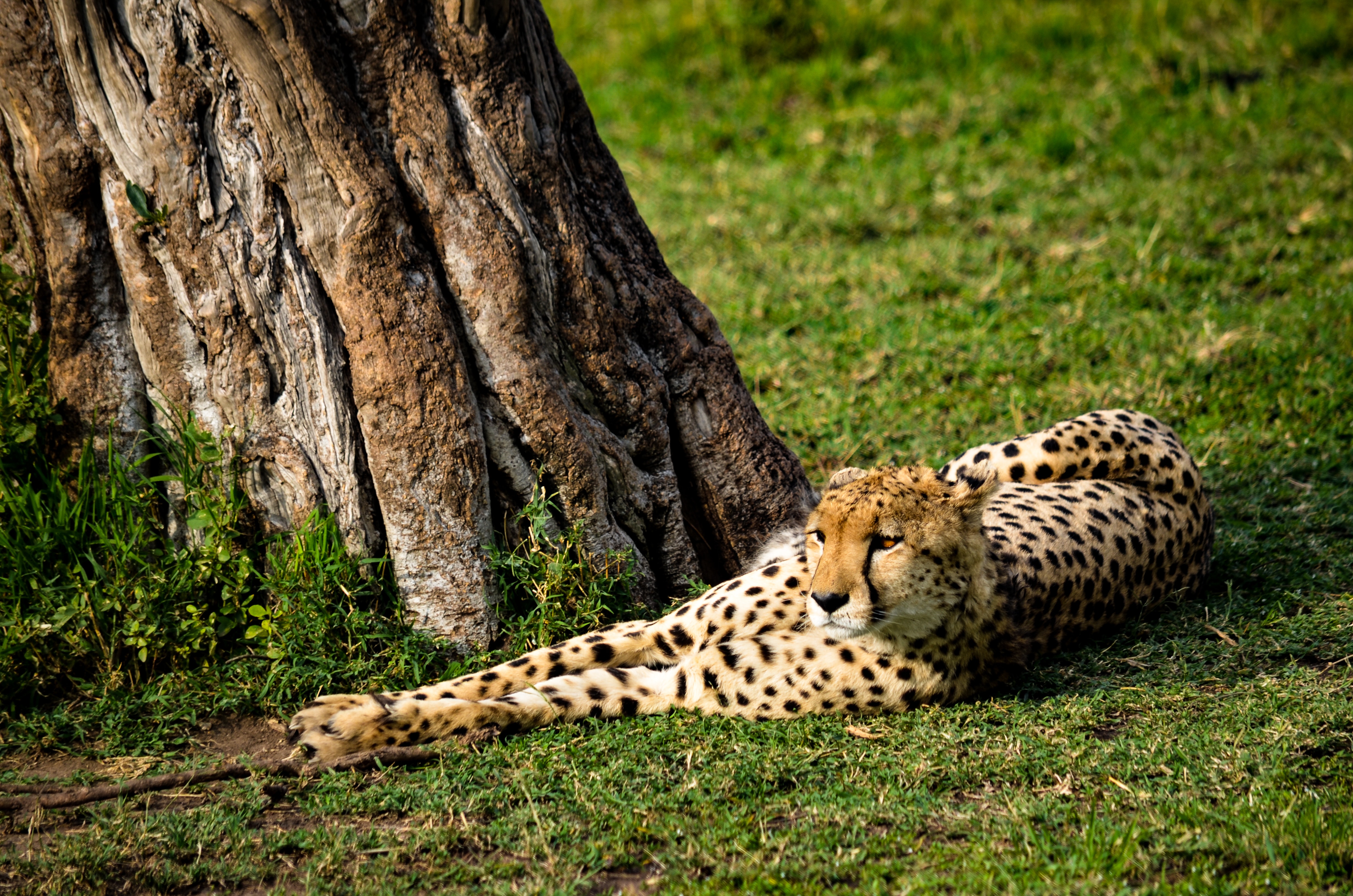 Cheetah lying near tree photo