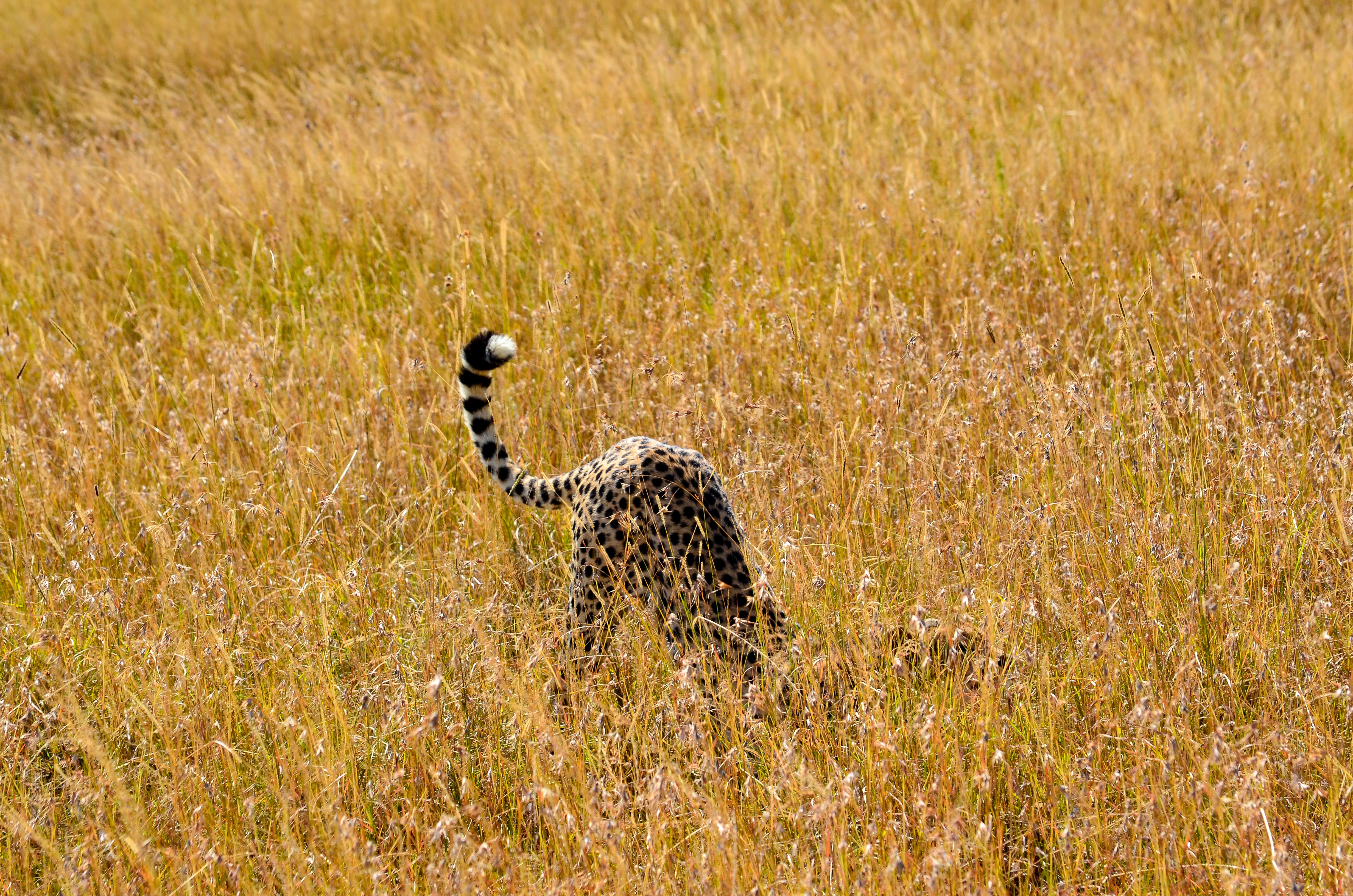Cheetah on Brown Grass Field Photo, Safari, Leopard, Mammal, Masai Mara National Reserve, HQ Photo