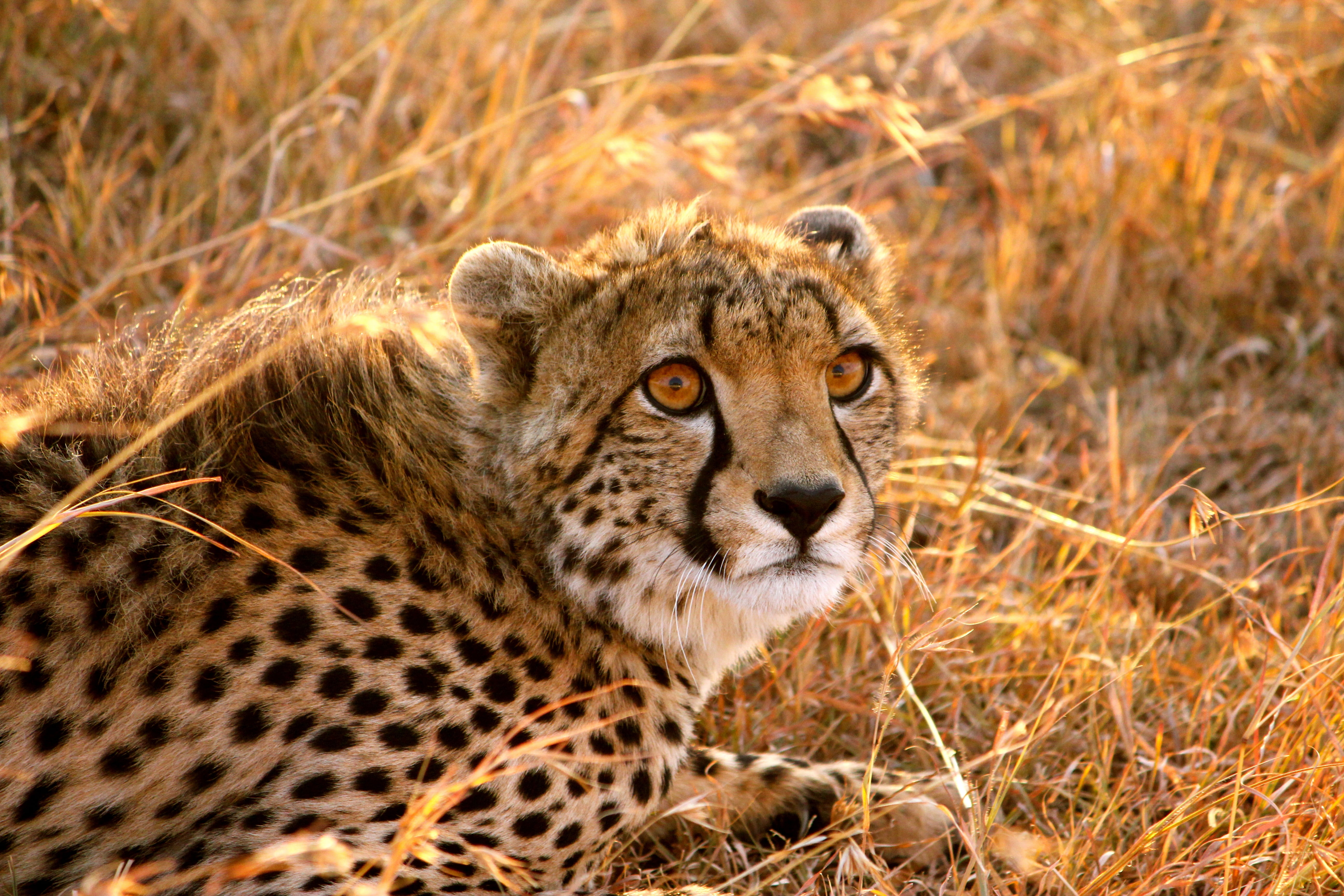 Cheetah on the brown grass field photo HD wallpaper | Wallpaper Flare