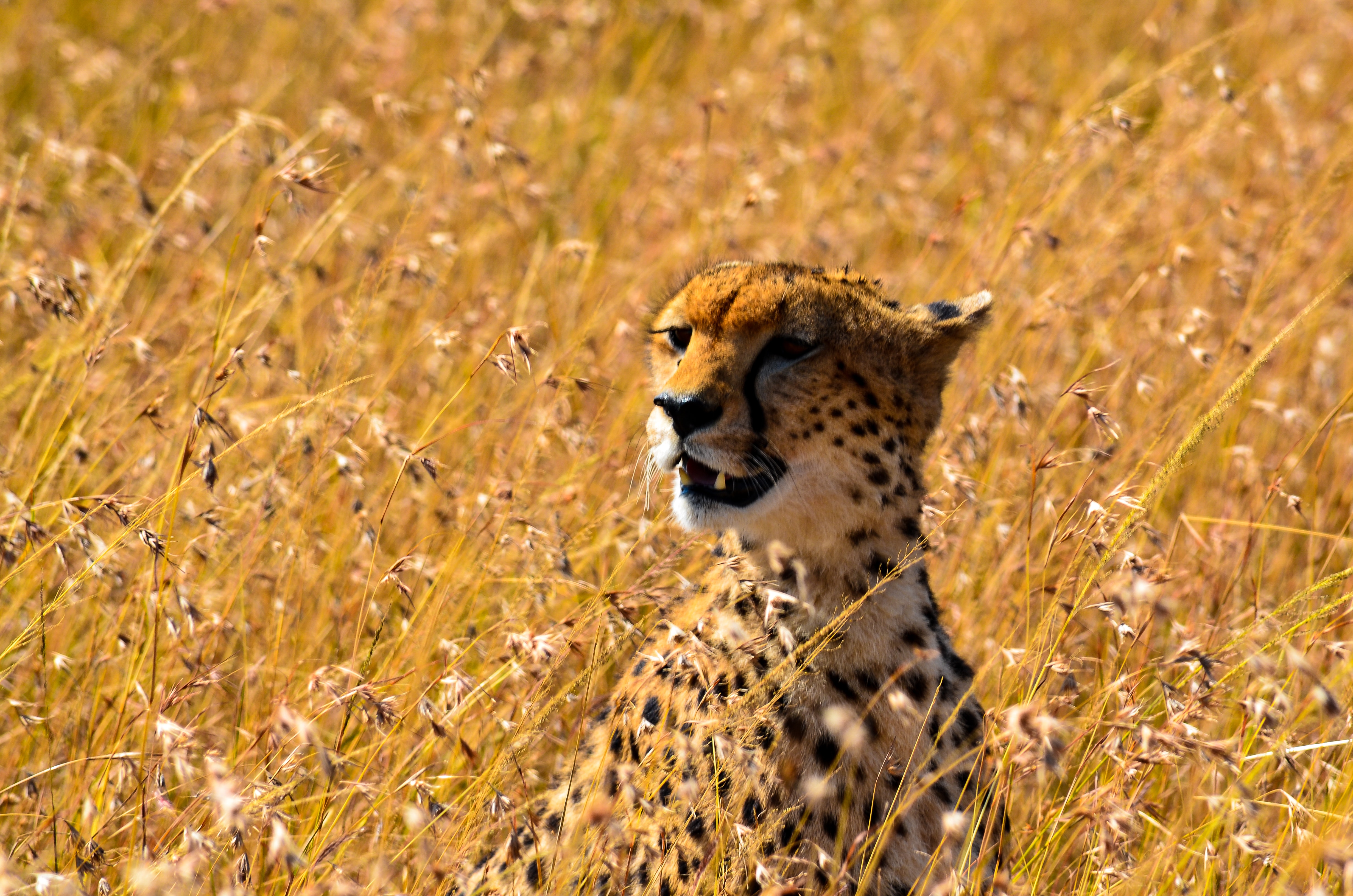 Cheetah on grass field photo