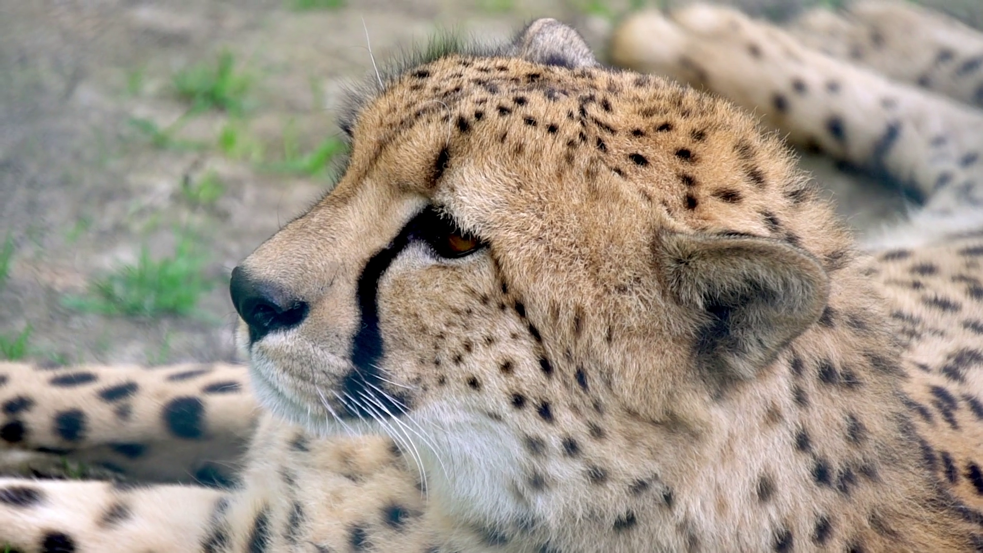 Cheetah resting in zoo Stock Video Footage - VideoBlocks