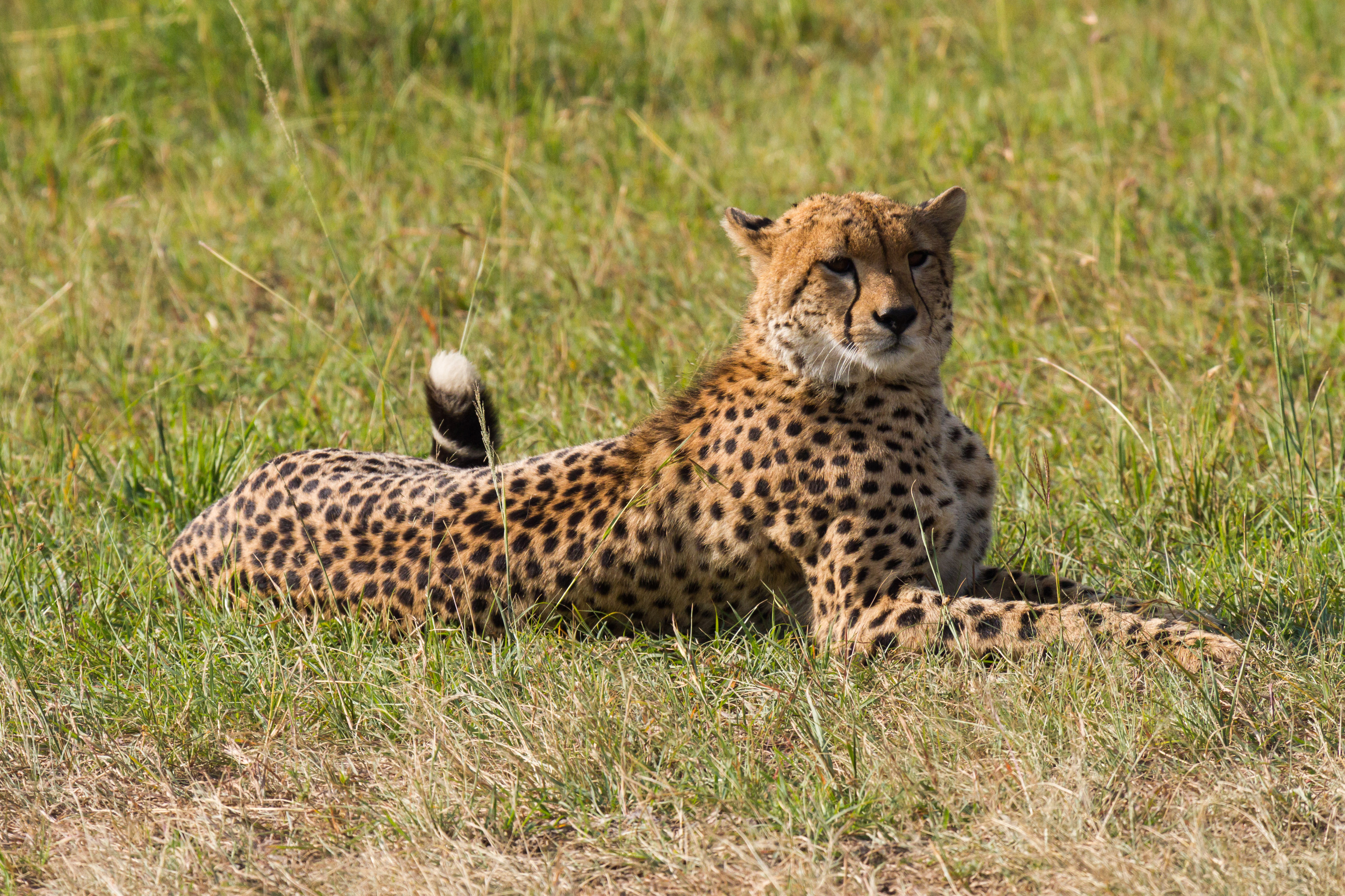 File:Resting Cheetah.jpg - Wikimedia Commons