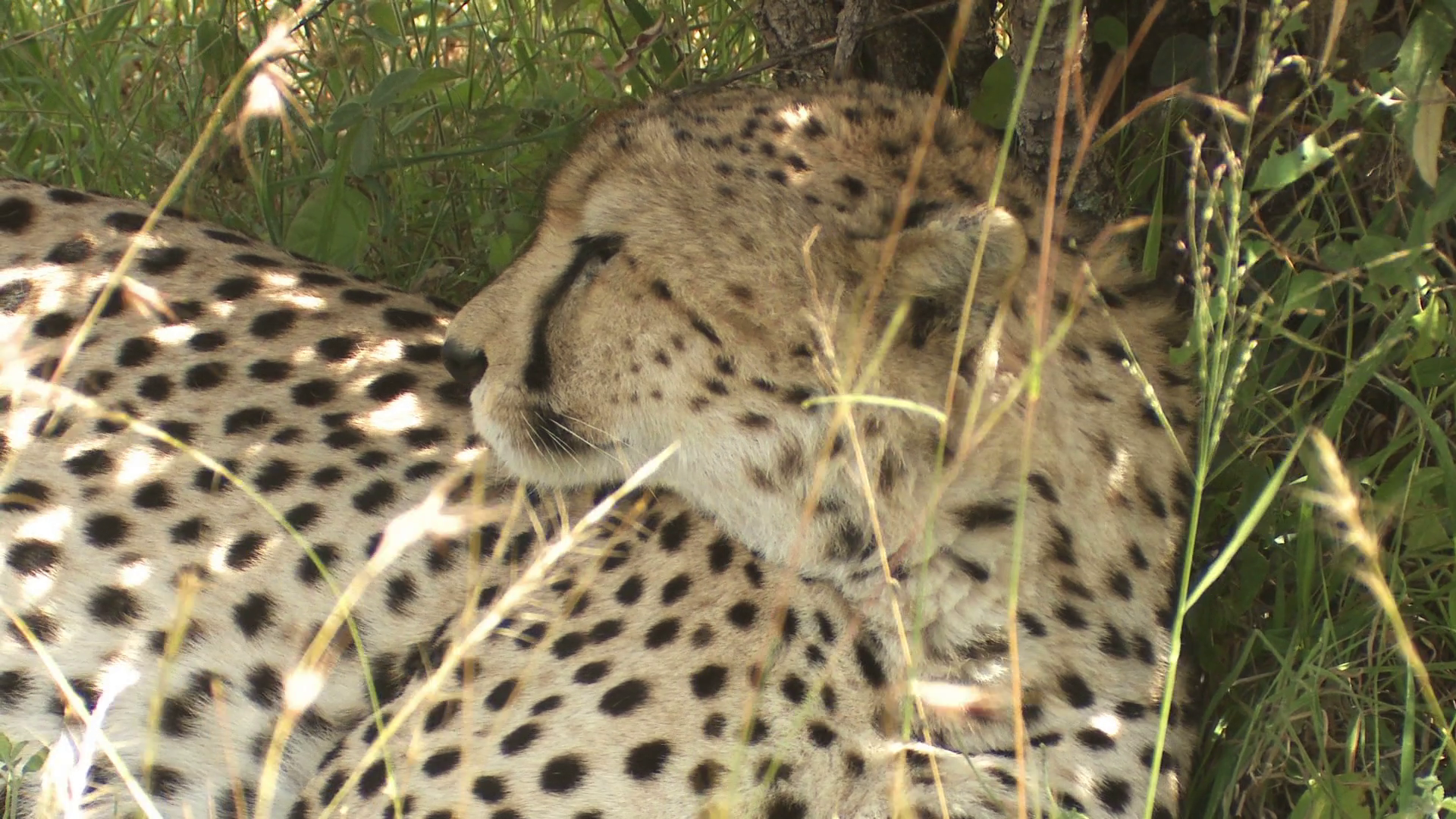 Cheetah resting in the shade Stock Video Footage - VideoBlocks
