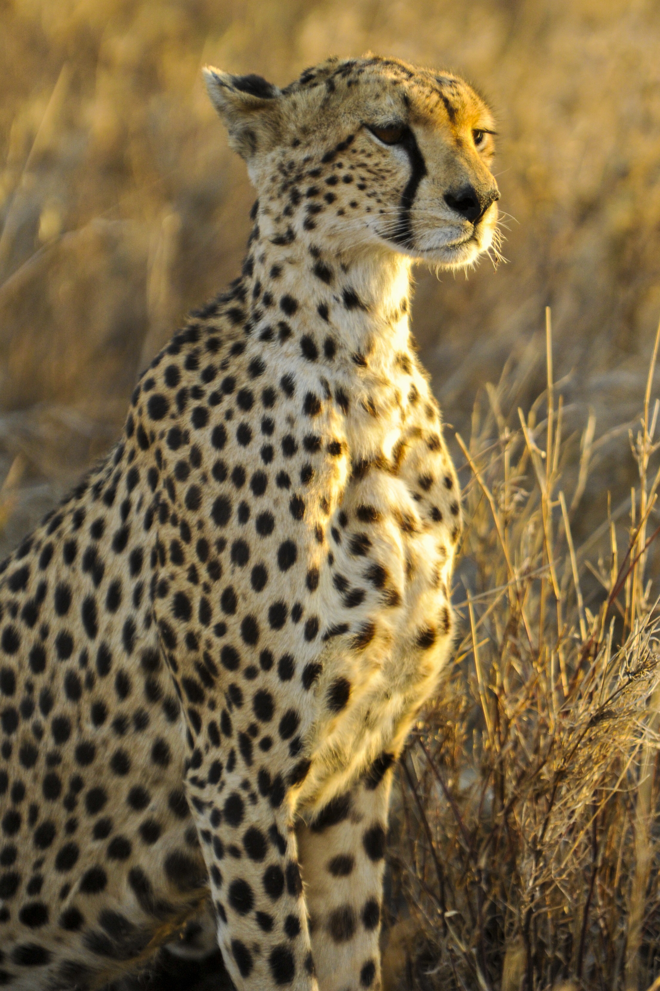 Cheetah searching for prey photo