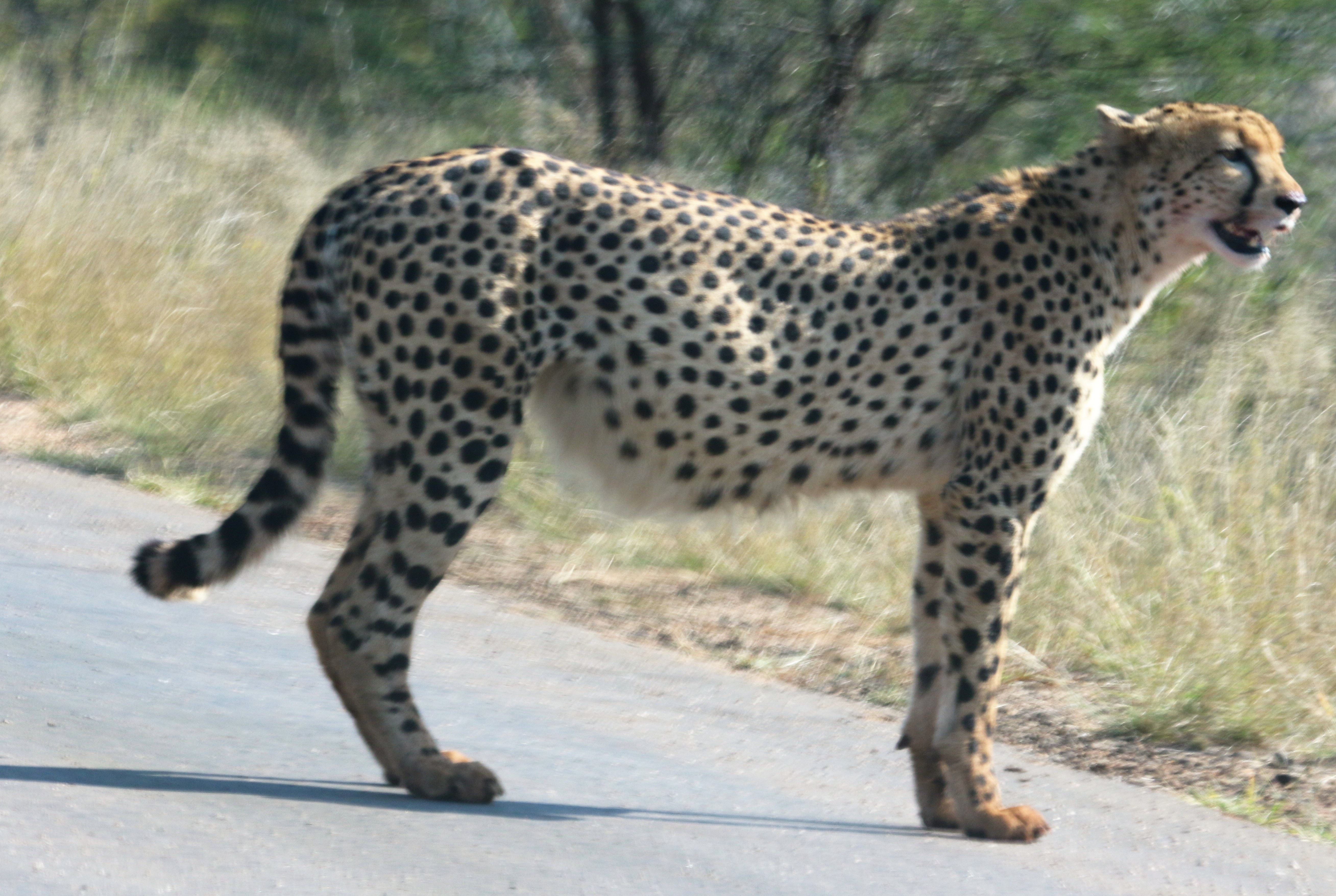 Cheetah waiting on the road photo