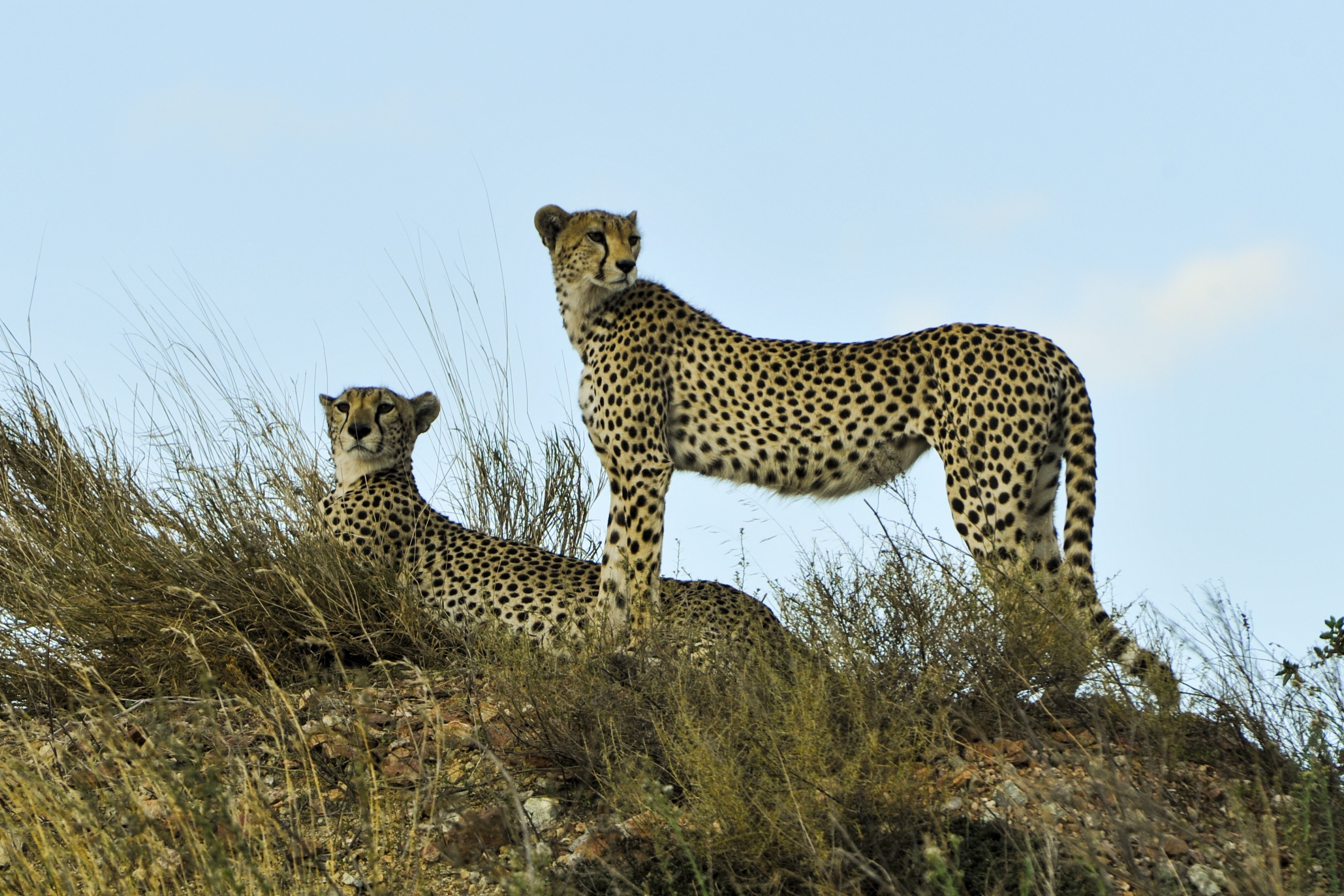 Cheetahs in the jungle photo