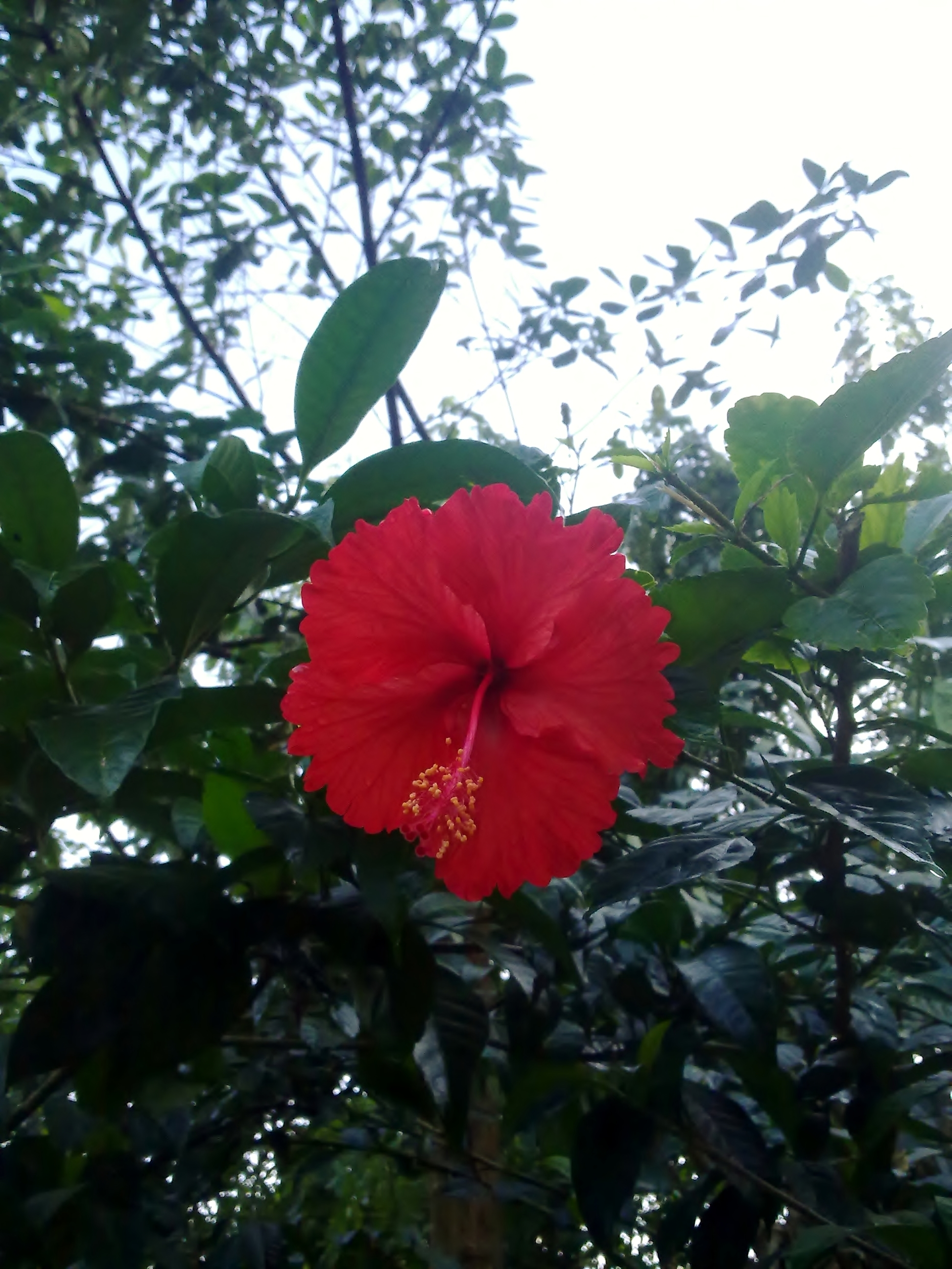 Chembarathi flower (hibiscus)-1 photo