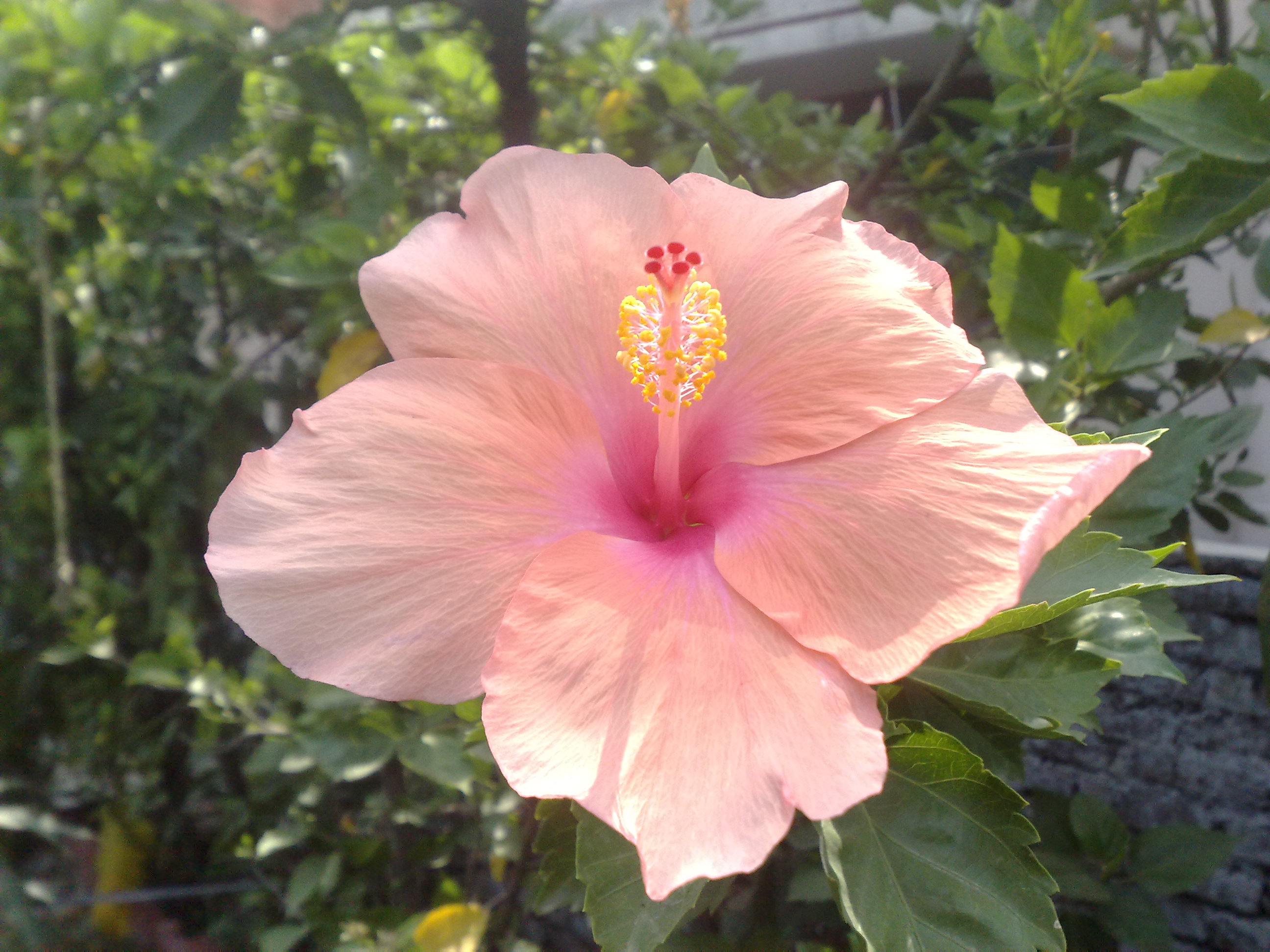Hibiscus rosa-sinensis - Wikipedia