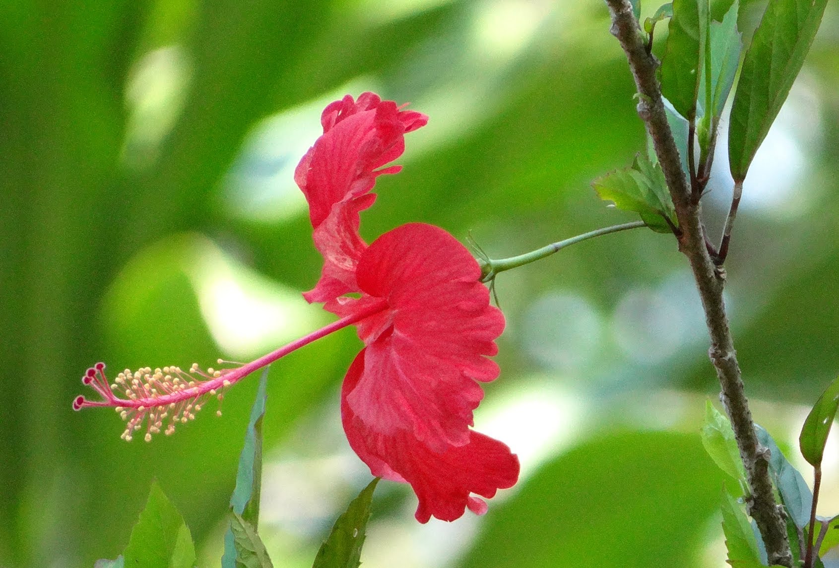 Hibiscus rosa sinensis Flower - YouTube