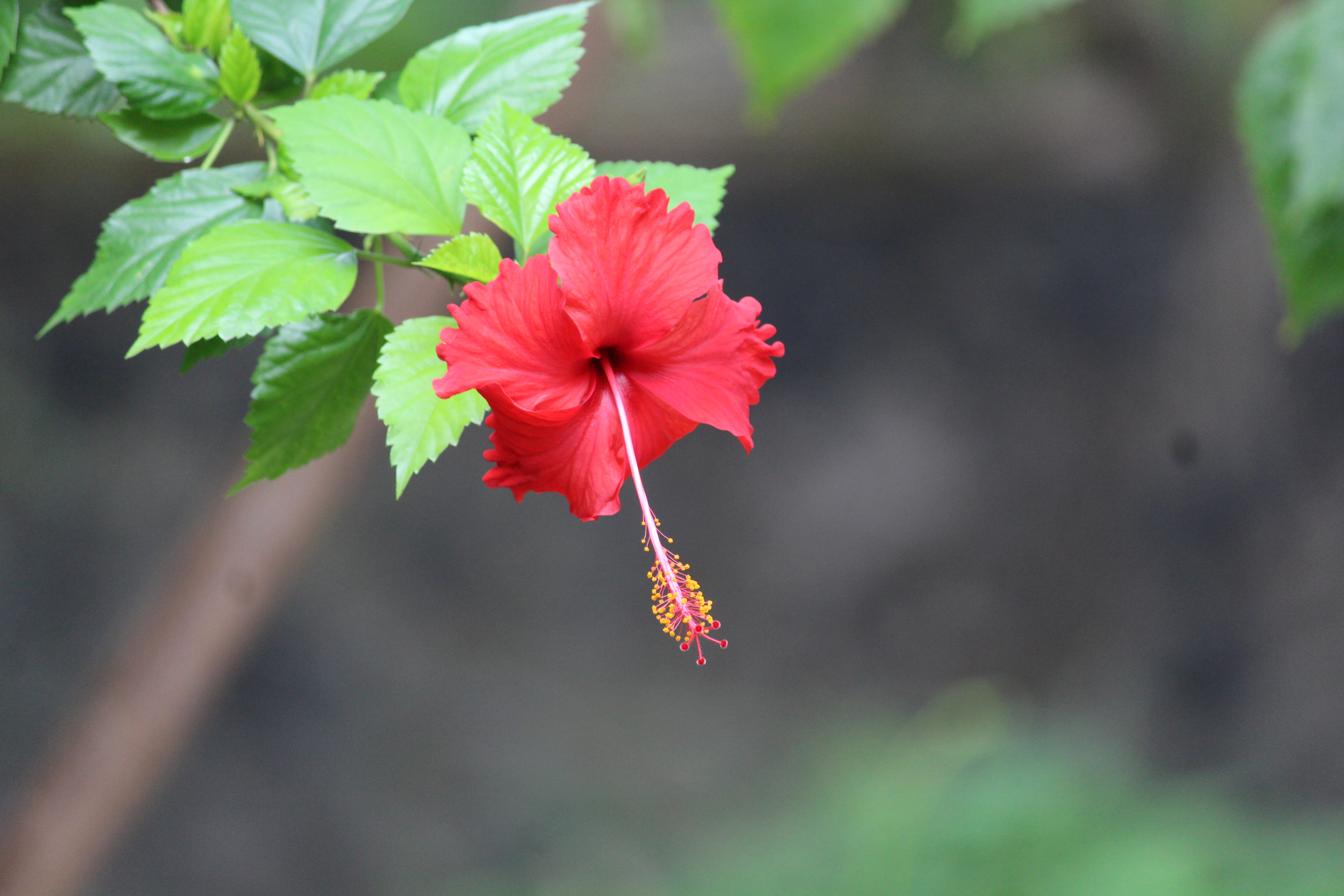 File:Hibiscus rosa-sinensis OR chembarathi 01.jpg - Wikimedia Commons