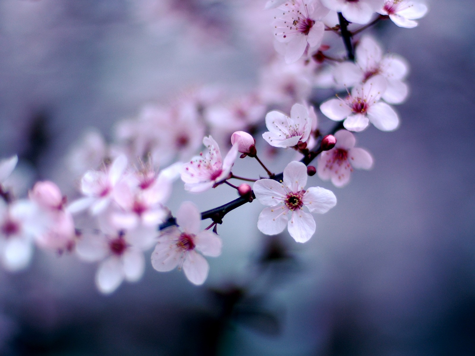 Cherry Blossoms | Auntie Dogma's Garden Spot