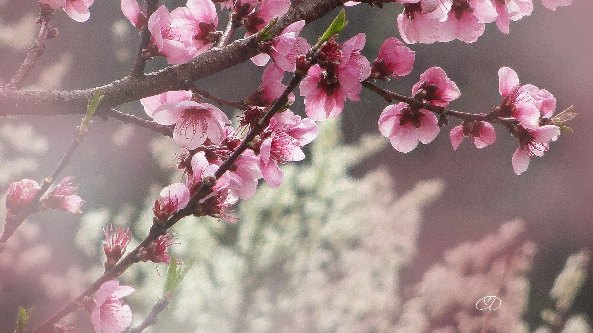 Blossoms Tag wallpapers: Blossoms Blossom Flower Pink Bokeh Flowers ...