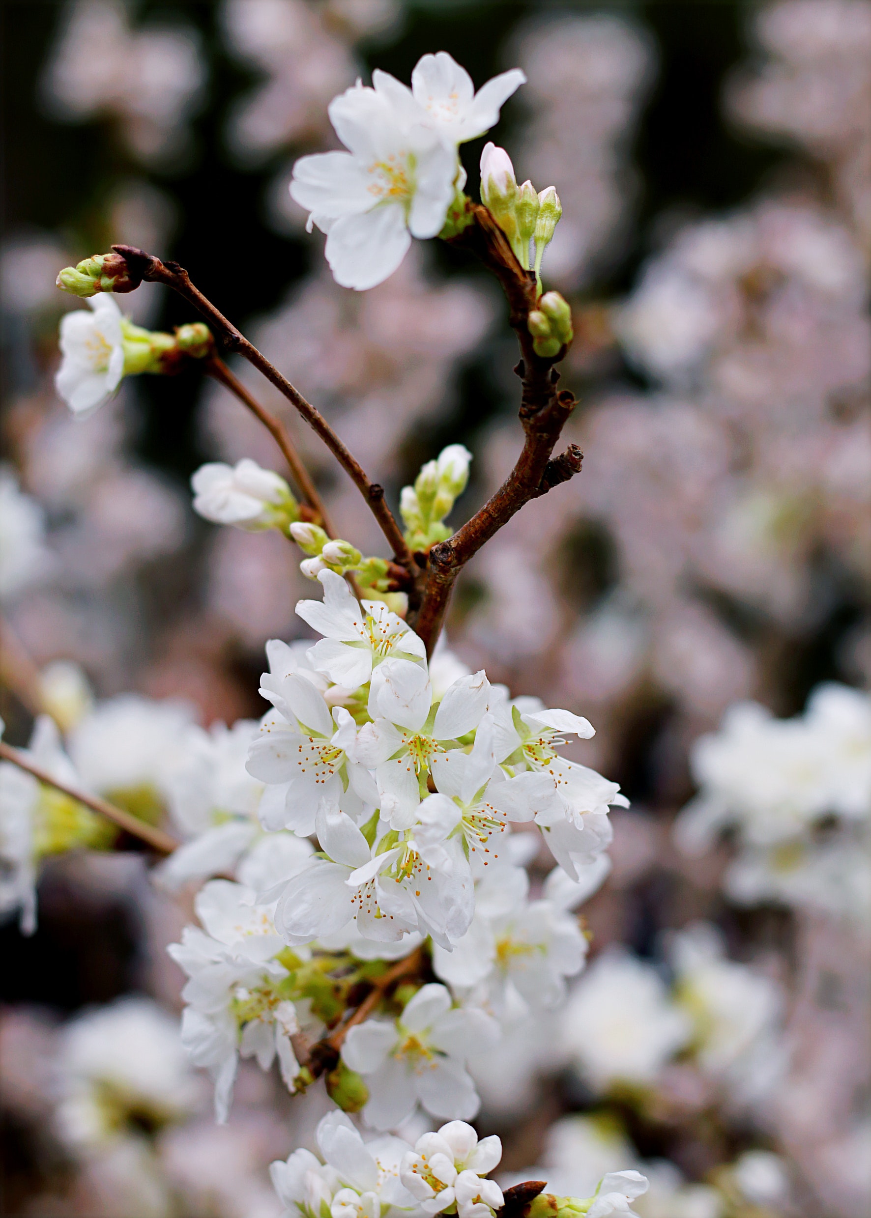 Cherry Blossom, Bloom, Blossom, Branch, Flora, HQ Photo