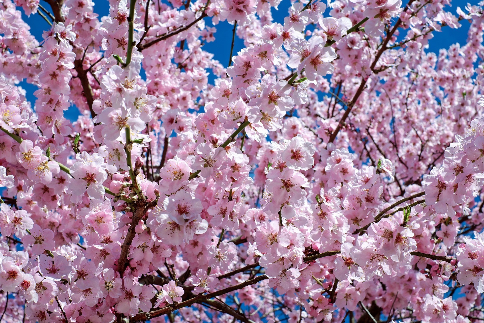 How to celebrate the Cherry Blossom Festival in Japan | Indie Travel ...